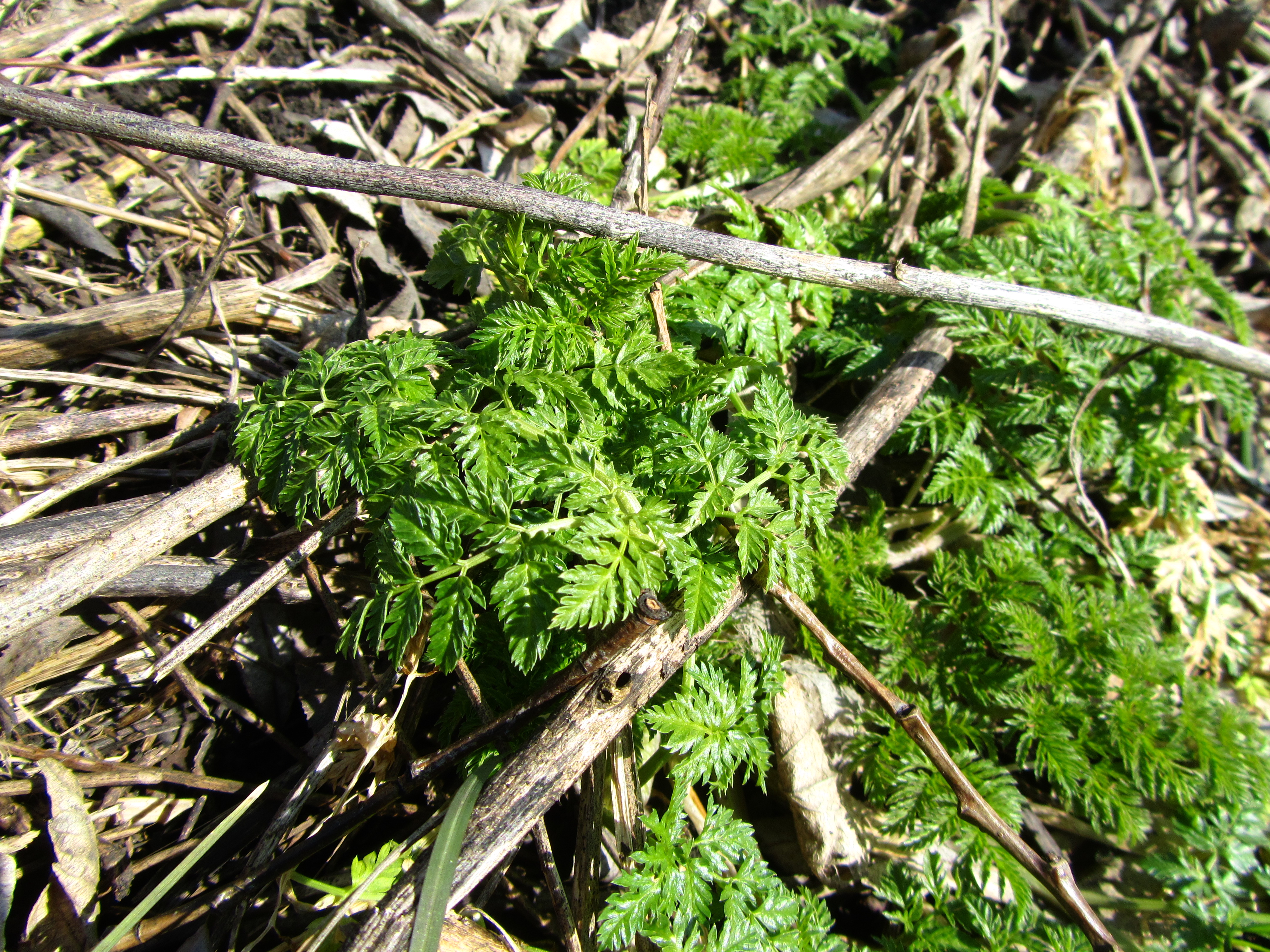 Téléchargez des papiers peints mobile Plante, Terre/nature gratuitement.