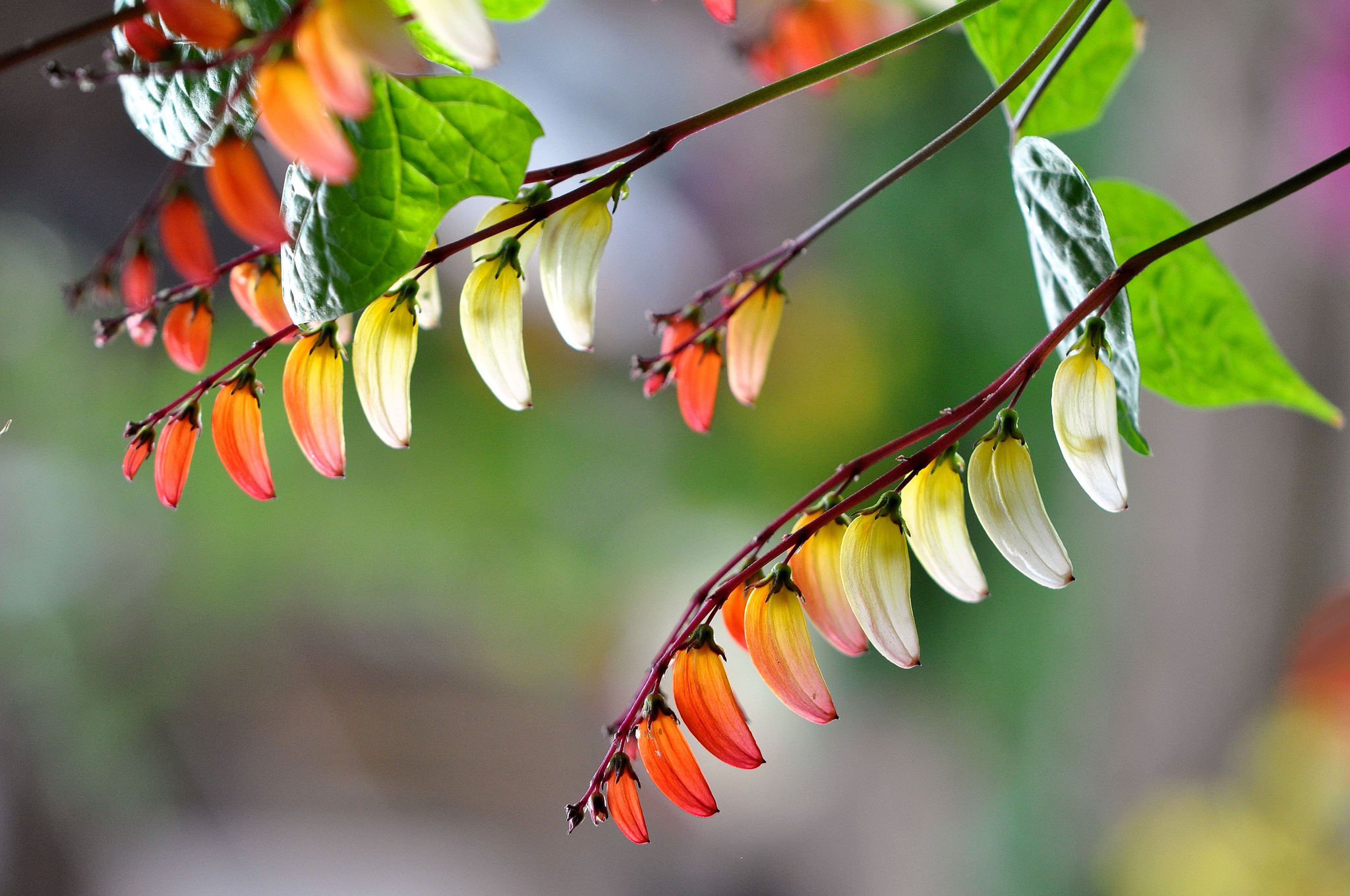 Descarga gratis la imagen Naturaleza, De Cerca, Hoja, Rama, Bokeh, Tierra/naturaleza en el escritorio de tu PC