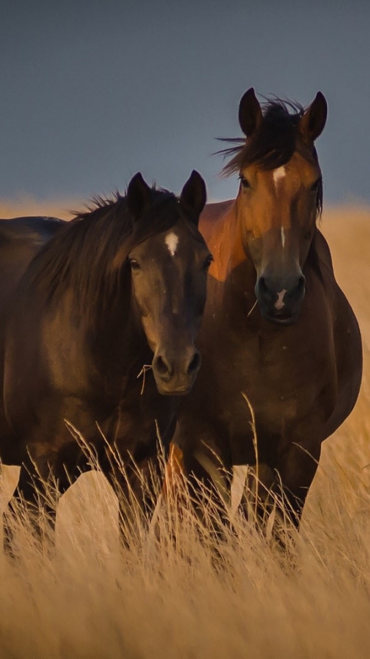 Descarga gratuita de fondo de pantalla para móvil de Animales, Caballo.