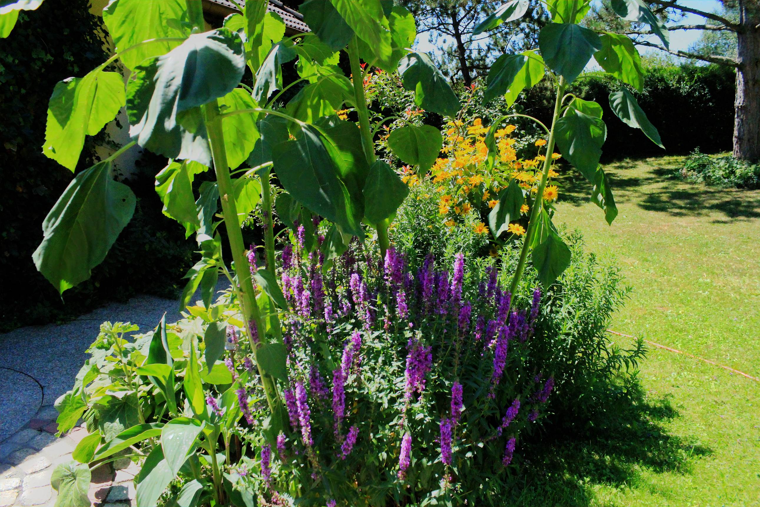 Laden Sie das Garten, Menschengemacht-Bild kostenlos auf Ihren PC-Desktop herunter