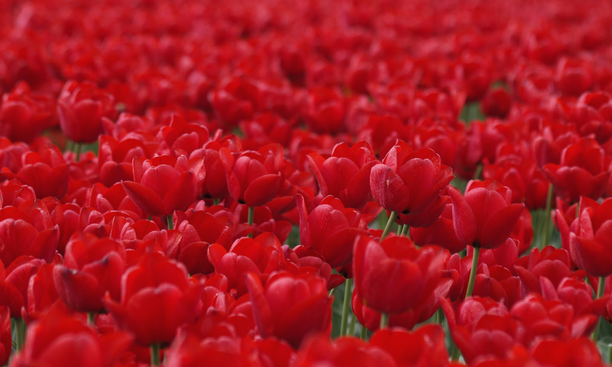 Download mobile wallpaper Nature, Flowers, Flower, Earth, Tulip, Red Flower for free.