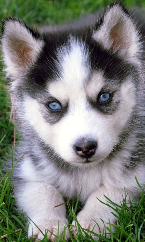 無料モバイル壁紙動物, 犬, 子犬, シベリアンハスキーをダウンロードします。
