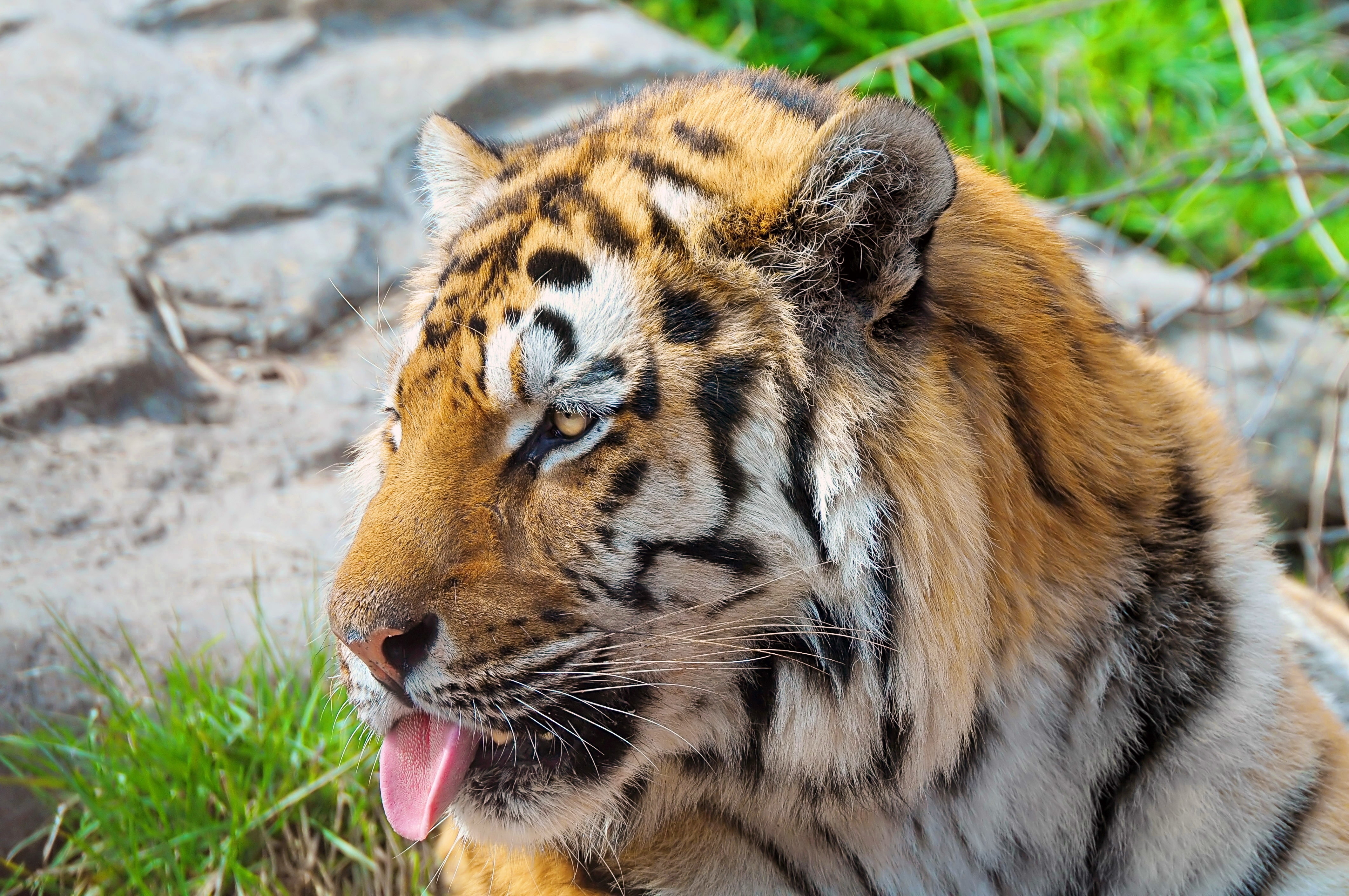 animals, muzzle, striped, predator, tiger, protruding tongue, tongue stuck out