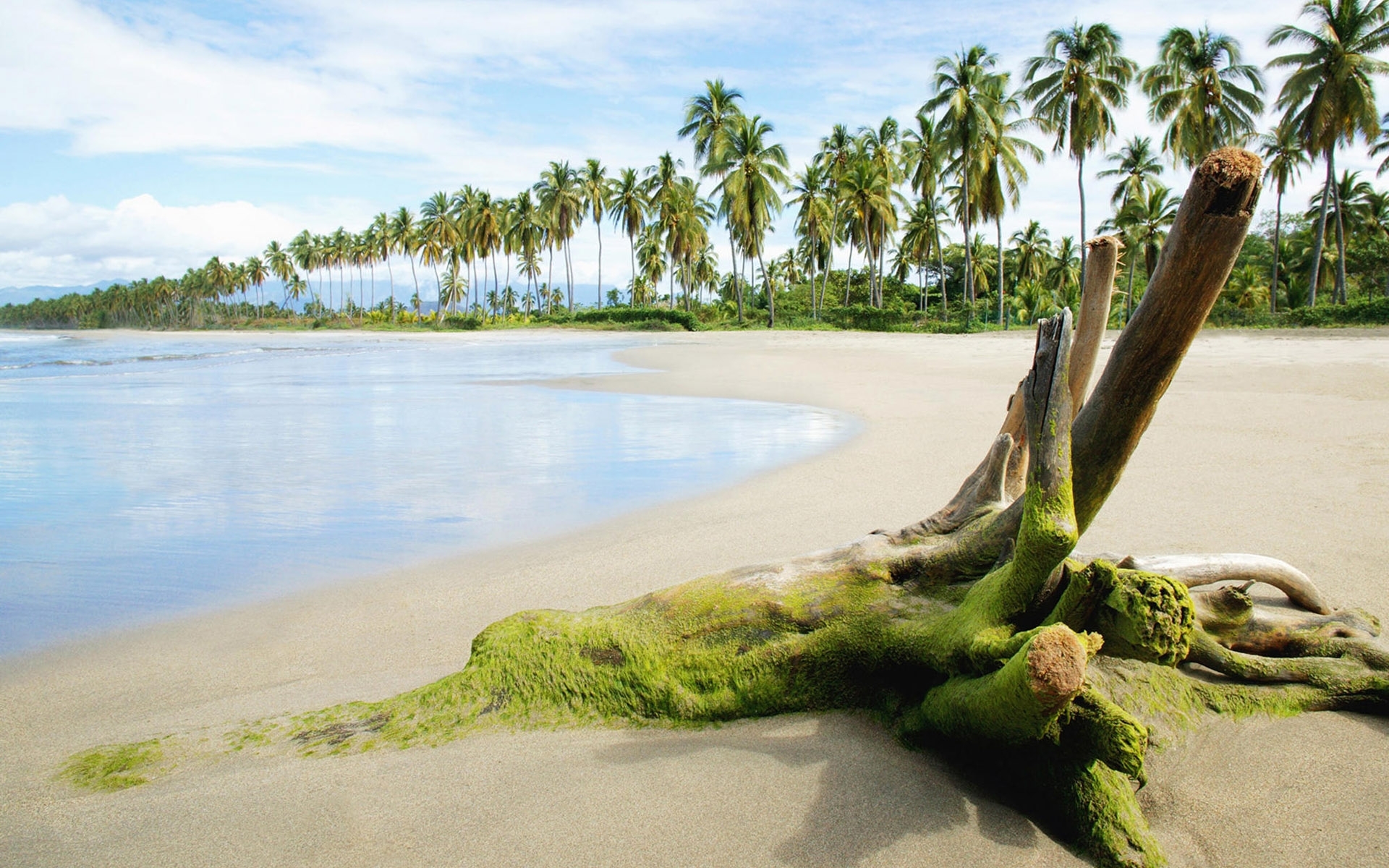 Download mobile wallpaper Beach, Earth, Tropical, Driftwood, Palm Tree for free.