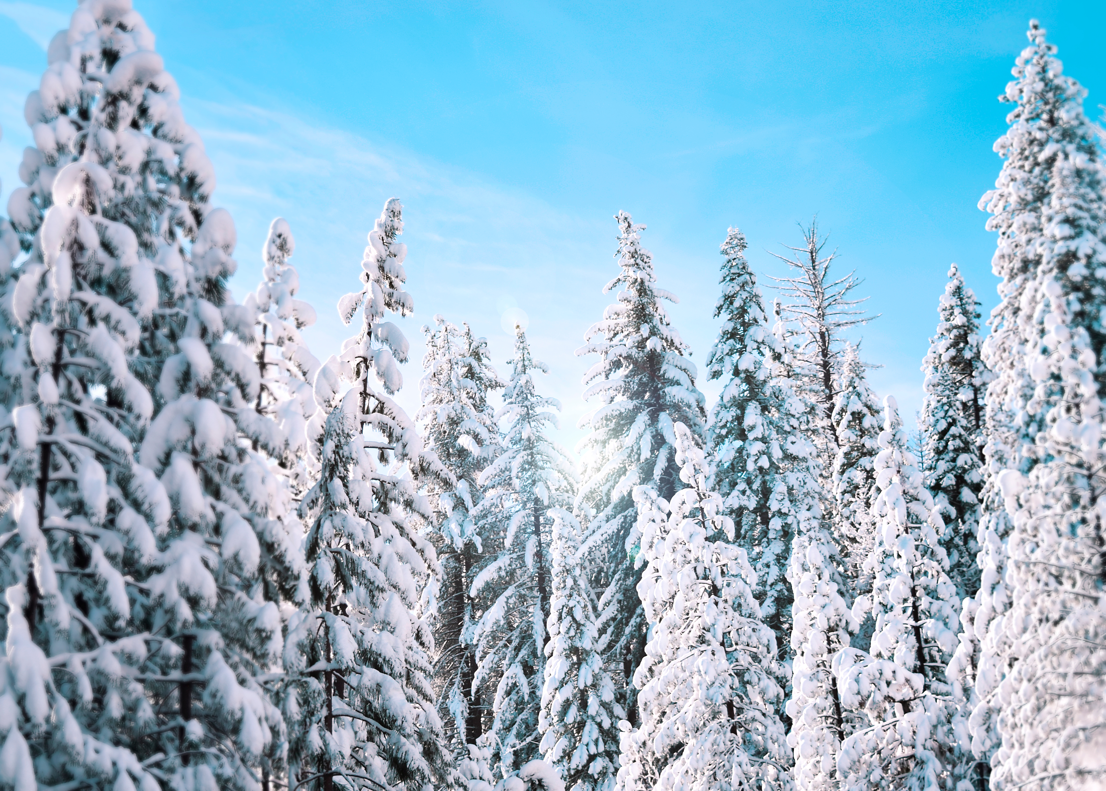 Скачати мобільні шпалери Природа, Дерева, Їли, Зима безкоштовно.
