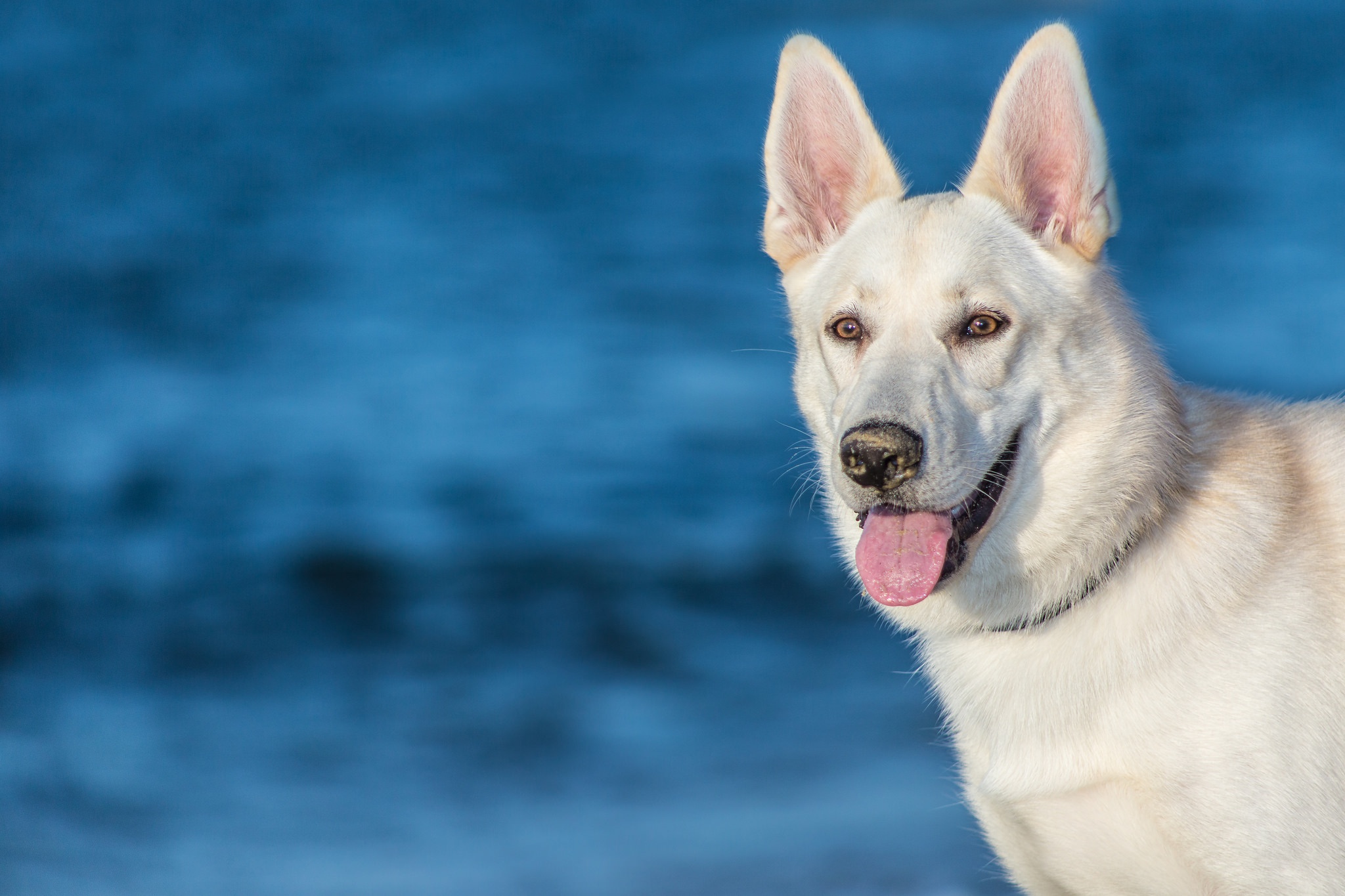 Laden Sie das Tiere, Hunde, Hund, Schnauze, Berger Blanc Schweiz-Bild kostenlos auf Ihren PC-Desktop herunter