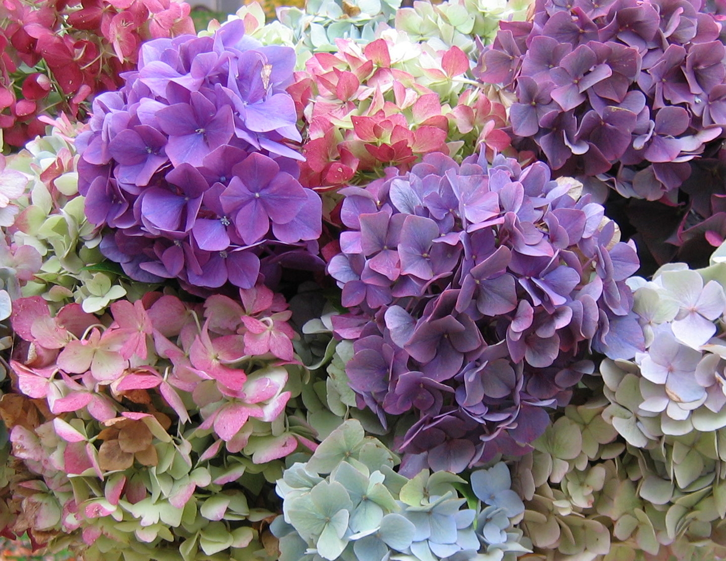 Download mobile wallpaper Flowers, Flower, Close Up, Earth, Hydrangea, White Flower, Purple Flower for free.