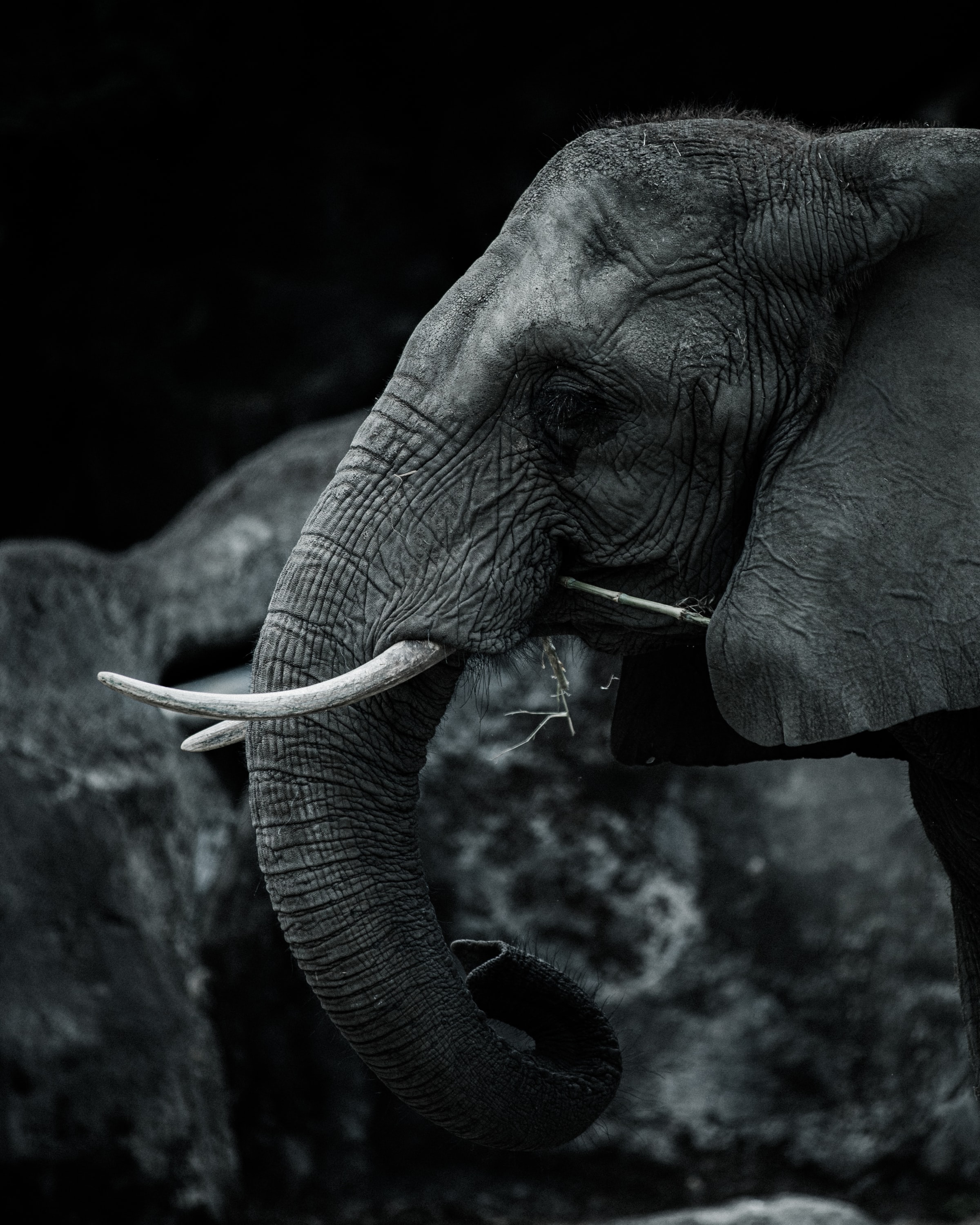 elephant, chb, animals, bw, animal, tusks for android