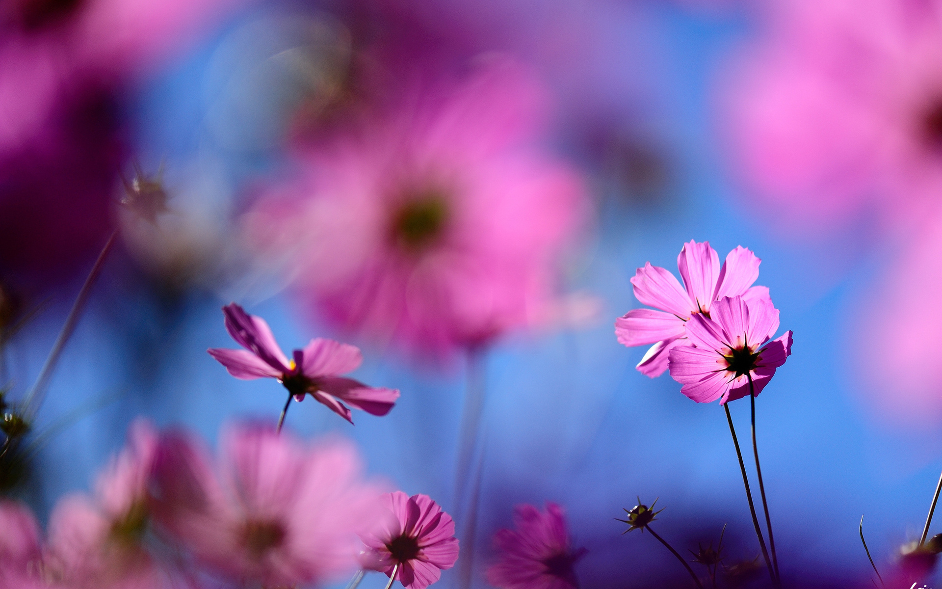 Téléchargez gratuitement l'image Fleurs, Fleur, Terre/nature sur le bureau de votre PC