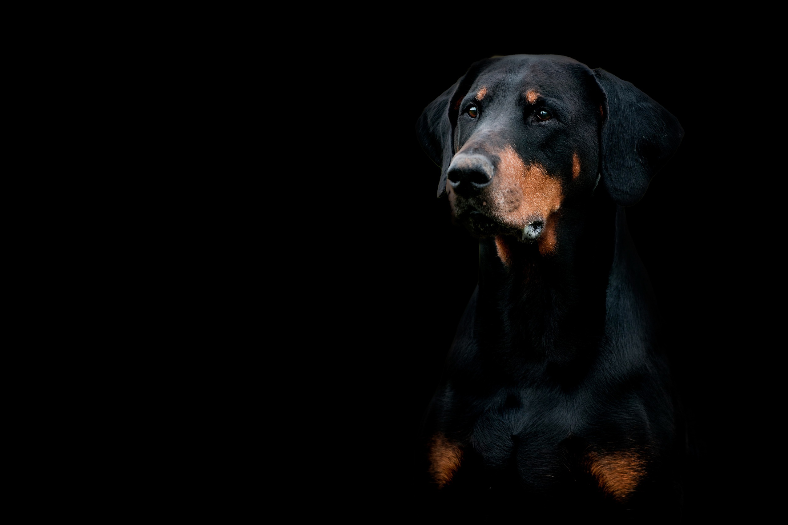 404853 descargar fondo de pantalla animales, dóberman pinscher, perro, bozal, perros: protectores de pantalla e imágenes gratis