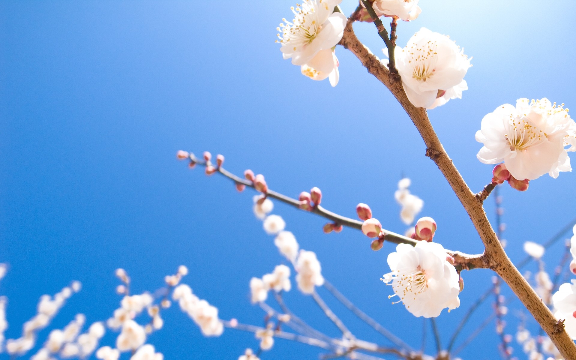 Download mobile wallpaper Cherry, Blossom, Spring, Flowers, Nature, Flower, Earth for free.
