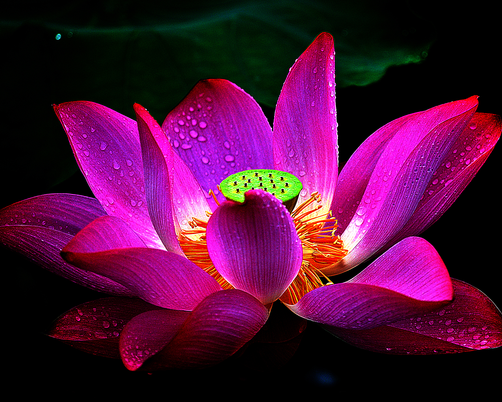 Free download wallpaper Flowers, Lotus, Flower, Macro, Earth, Petal on your PC desktop