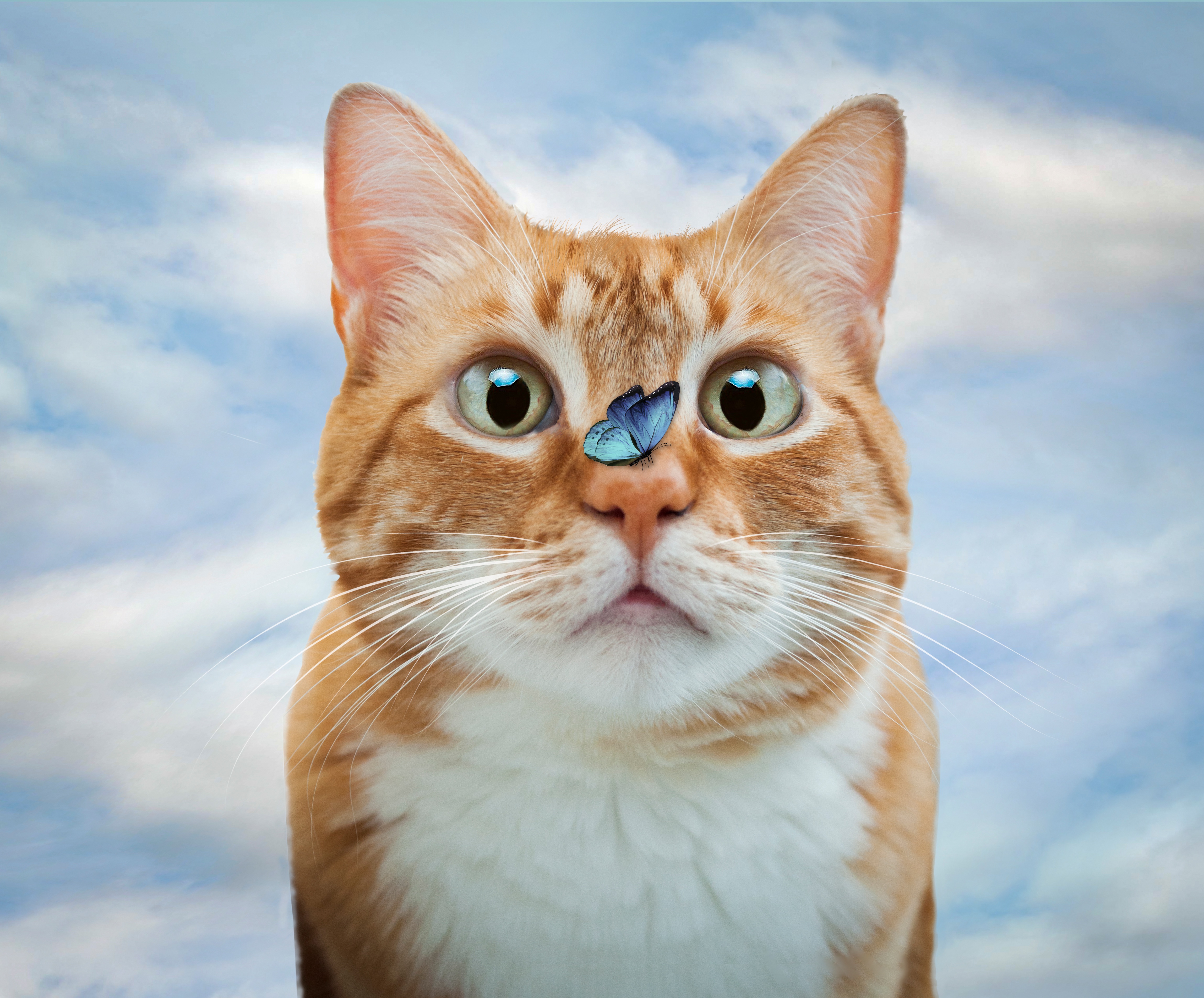 Laden Sie das Tiere, Katzen, Schmetterlinge, Katze-Bild kostenlos auf Ihren PC-Desktop herunter