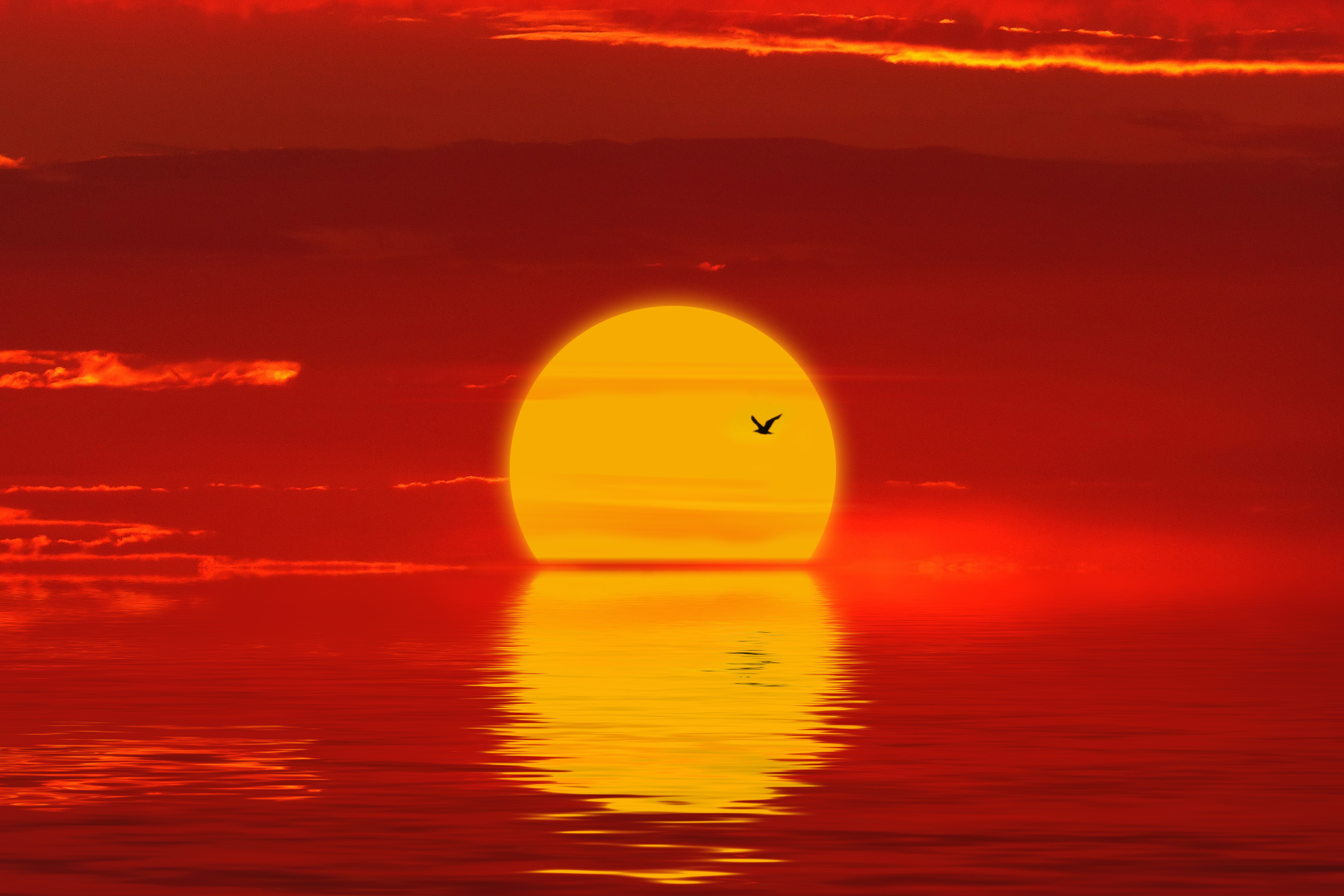 157826 descargar imagen sol, naturaleza, puesta del sol, rojo, silueta, pájaro: fondos de pantalla y protectores de pantalla gratis