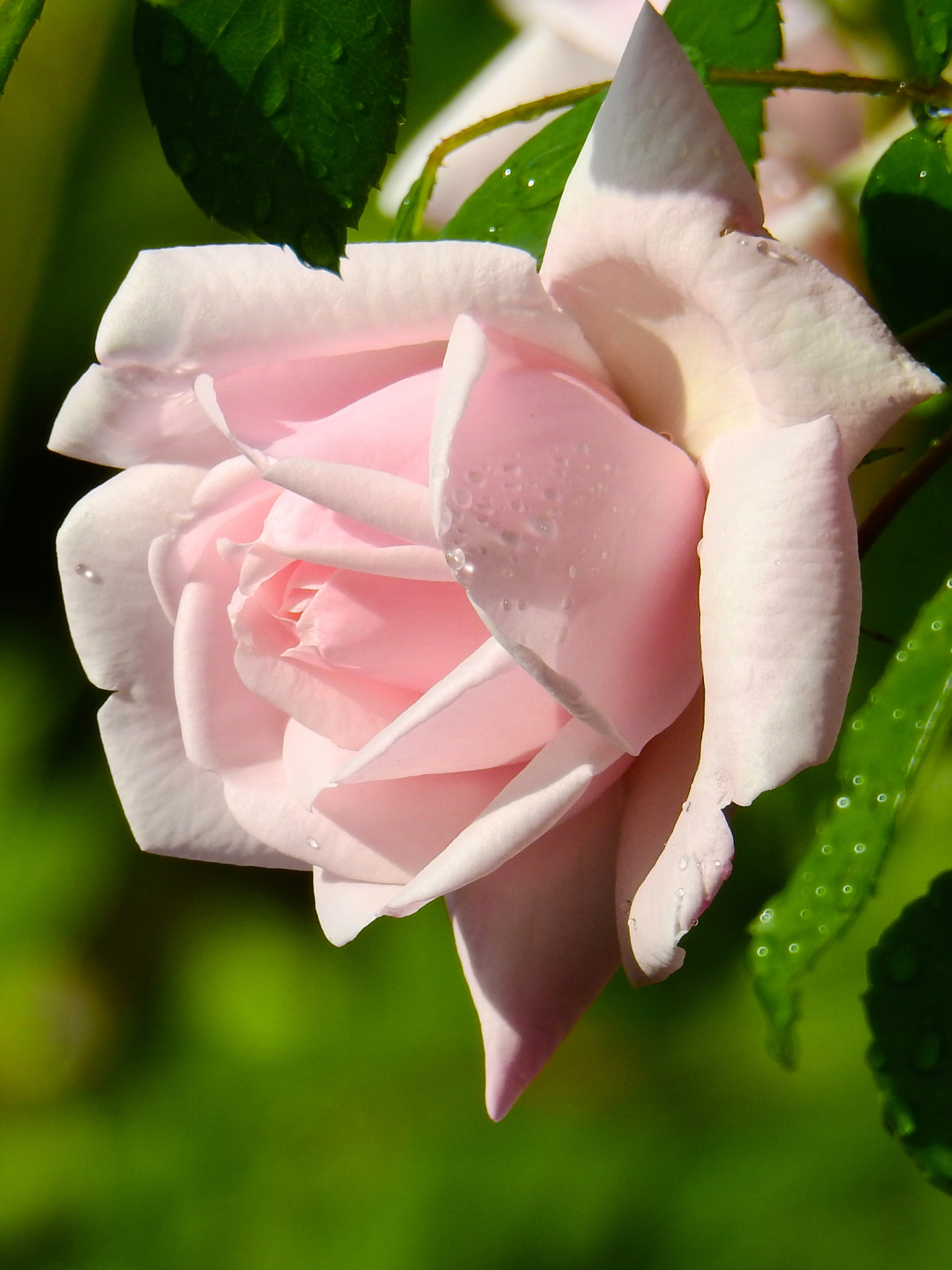 Baixe gratuitamente a imagem Natureza, Flores, Rosa, Flor, Macro, Flor Rosa, Terra/natureza na área de trabalho do seu PC