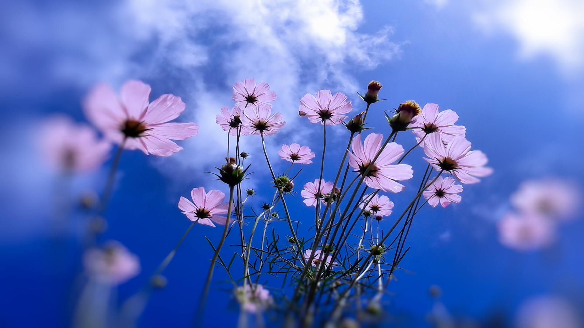 Free download wallpaper Flower, Earth, Pink Flower on your PC desktop