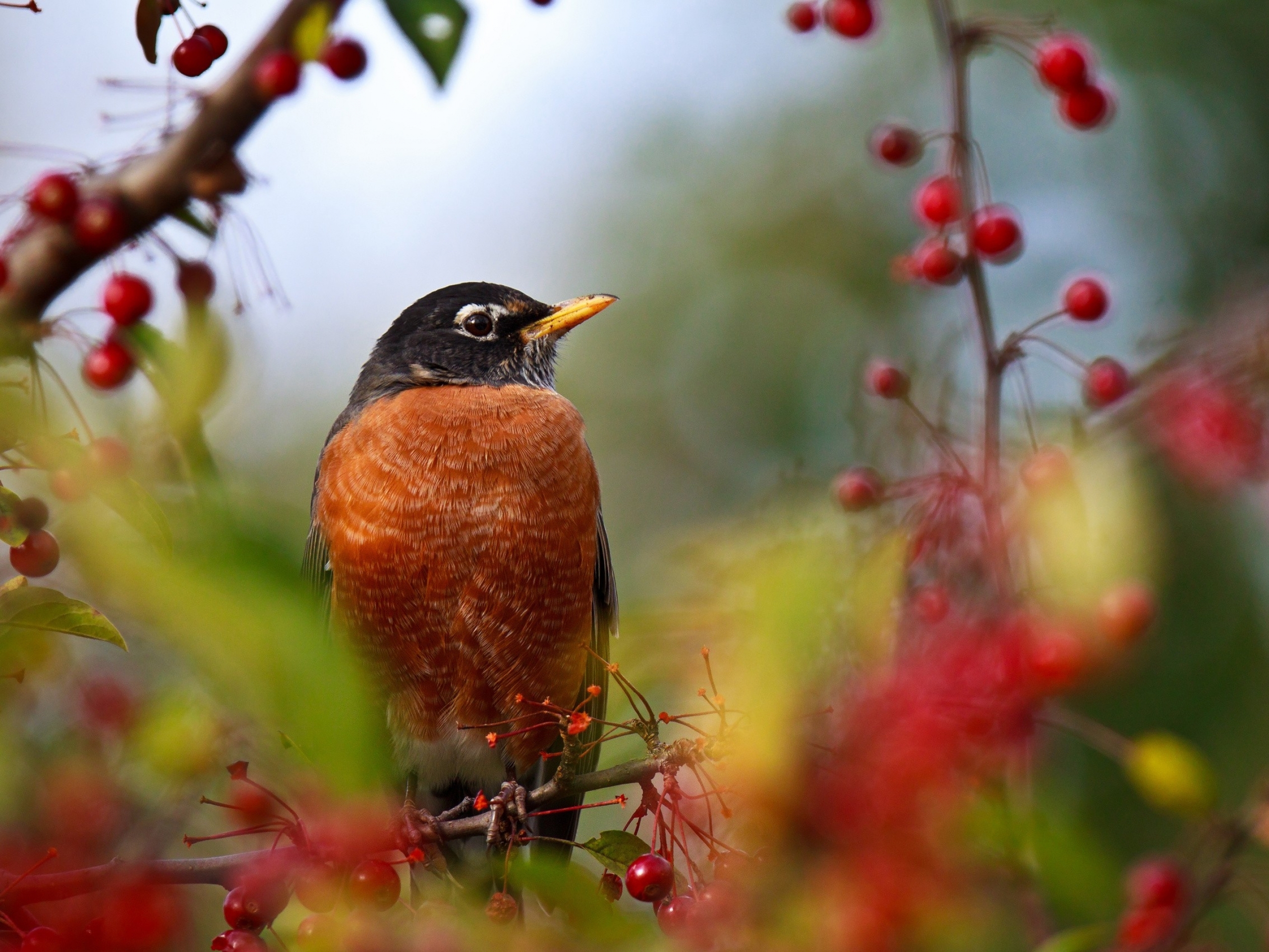 Laden Sie das Vogel, Vögel, Tiere-Bild kostenlos auf Ihren PC-Desktop herunter