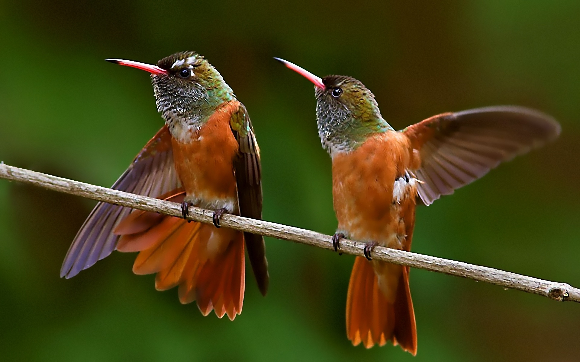 PCデスクトップに動物, 鳥画像を無料でダウンロード