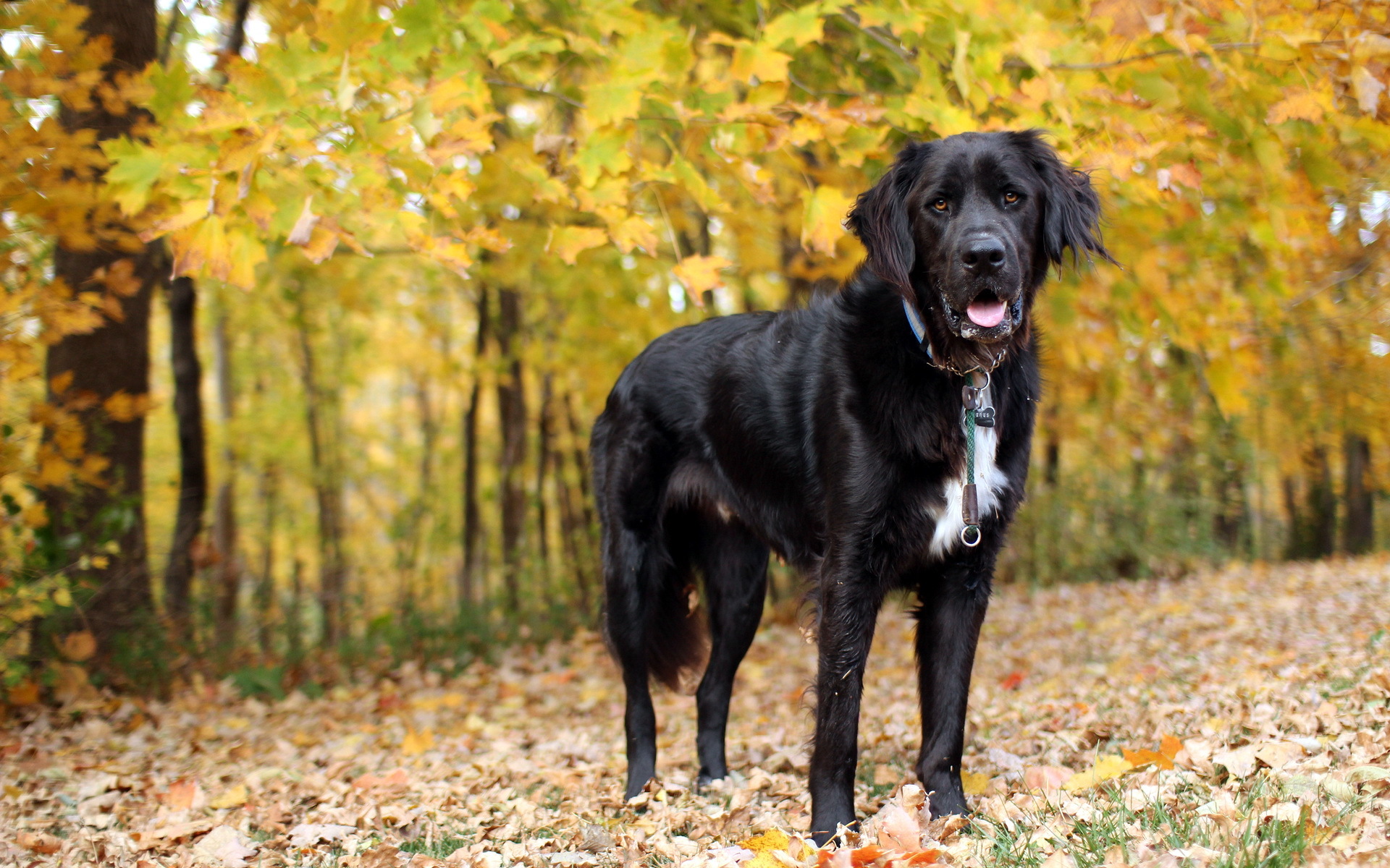 Handy-Wallpaper Tiere, Hunde, Hund kostenlos herunterladen.