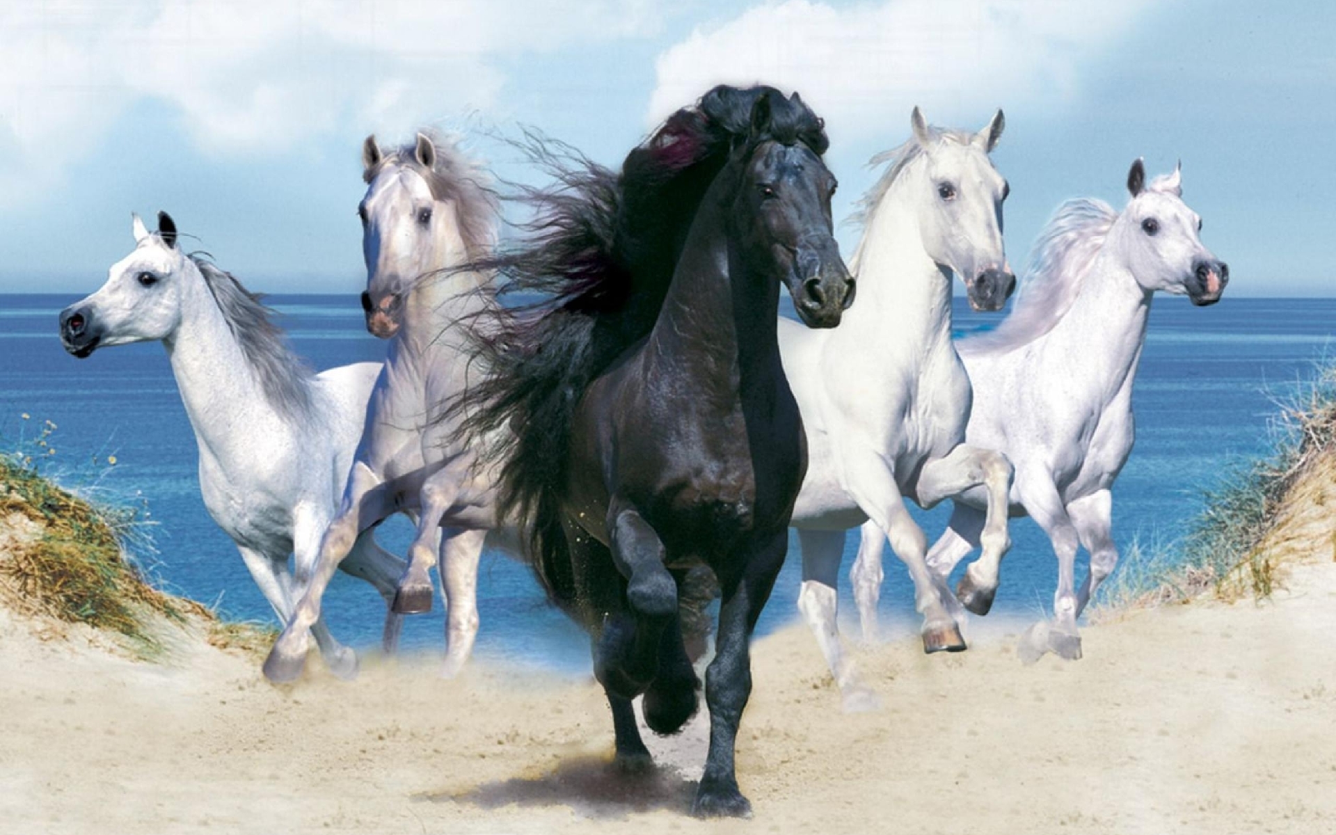 41987 télécharger l'image chevaux, animaux - fonds d'écran et économiseurs d'écran gratuits