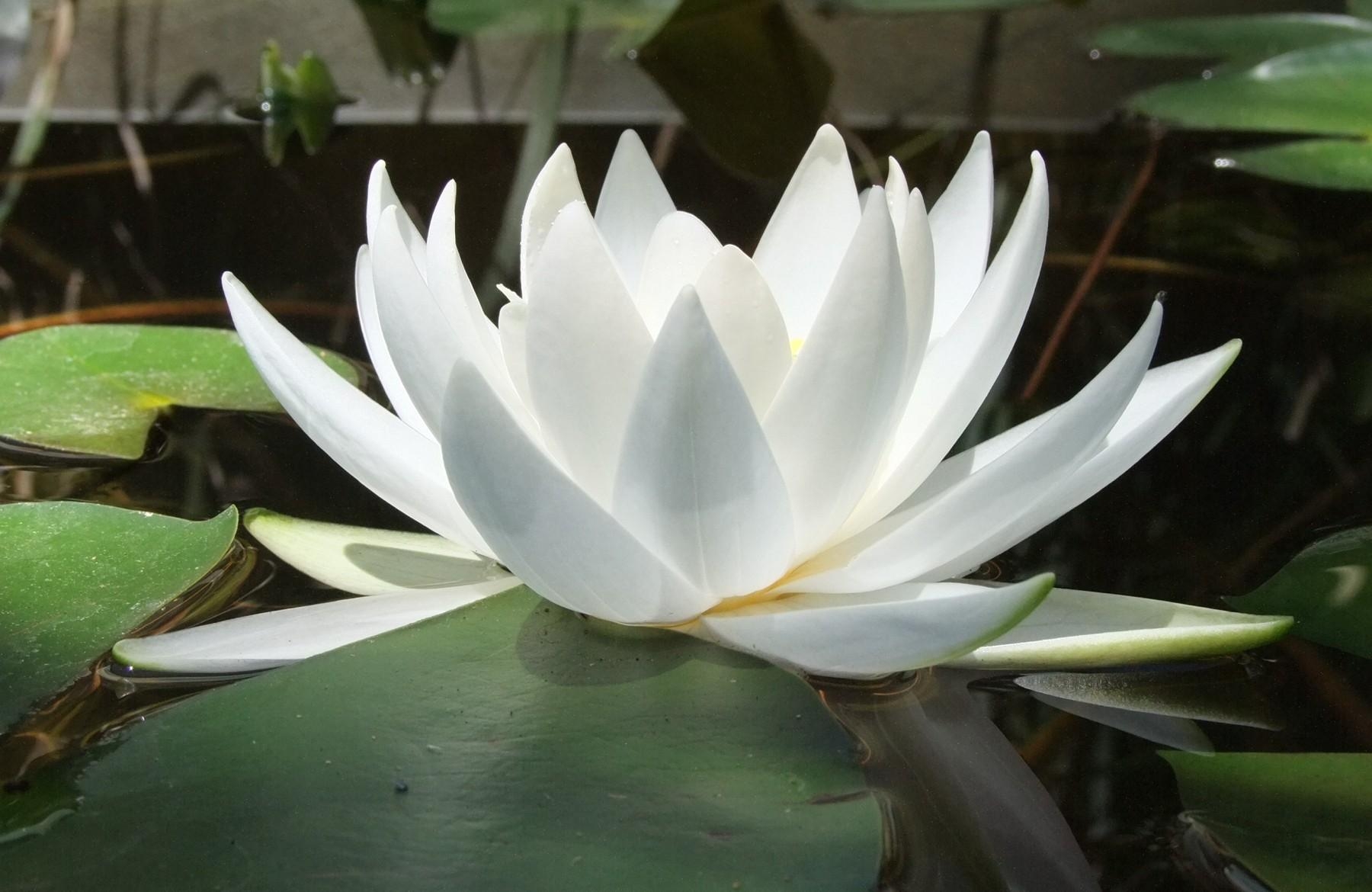 flowers, water, leaves, reflection, smooth, surface, water lily, reflections