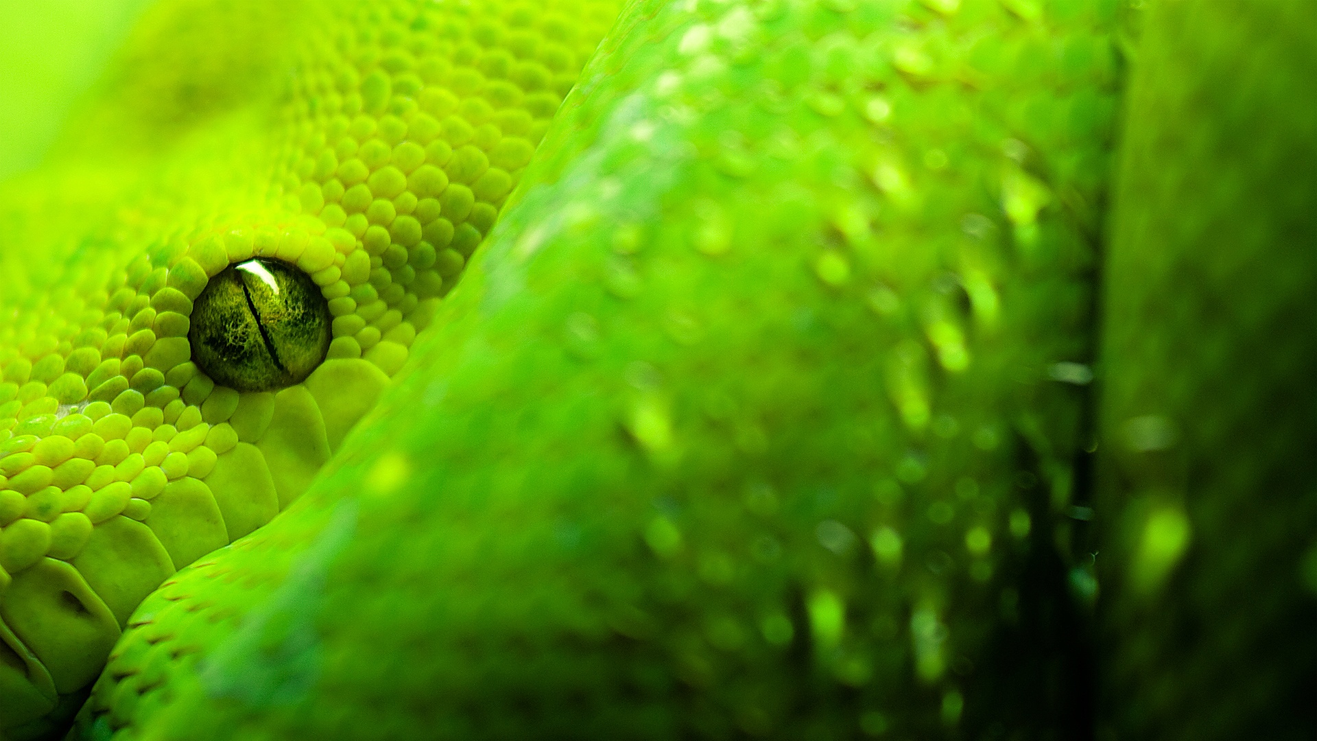 Laden Sie das Tiere, Schlange, Auge-Bild kostenlos auf Ihren PC-Desktop herunter