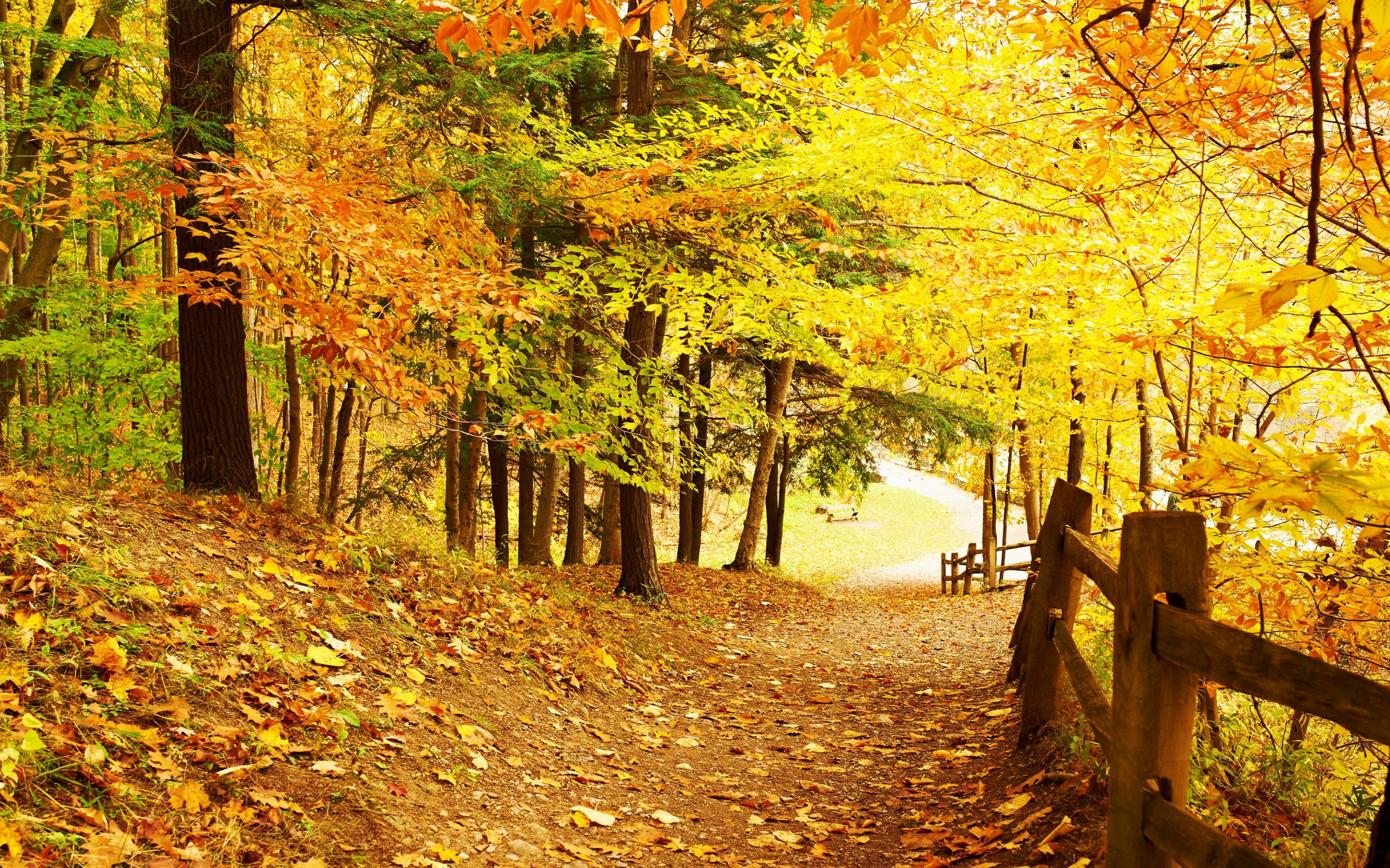 Handy-Wallpaper Herbst, Straße, Baum, Zaun, Menschengemacht kostenlos herunterladen.