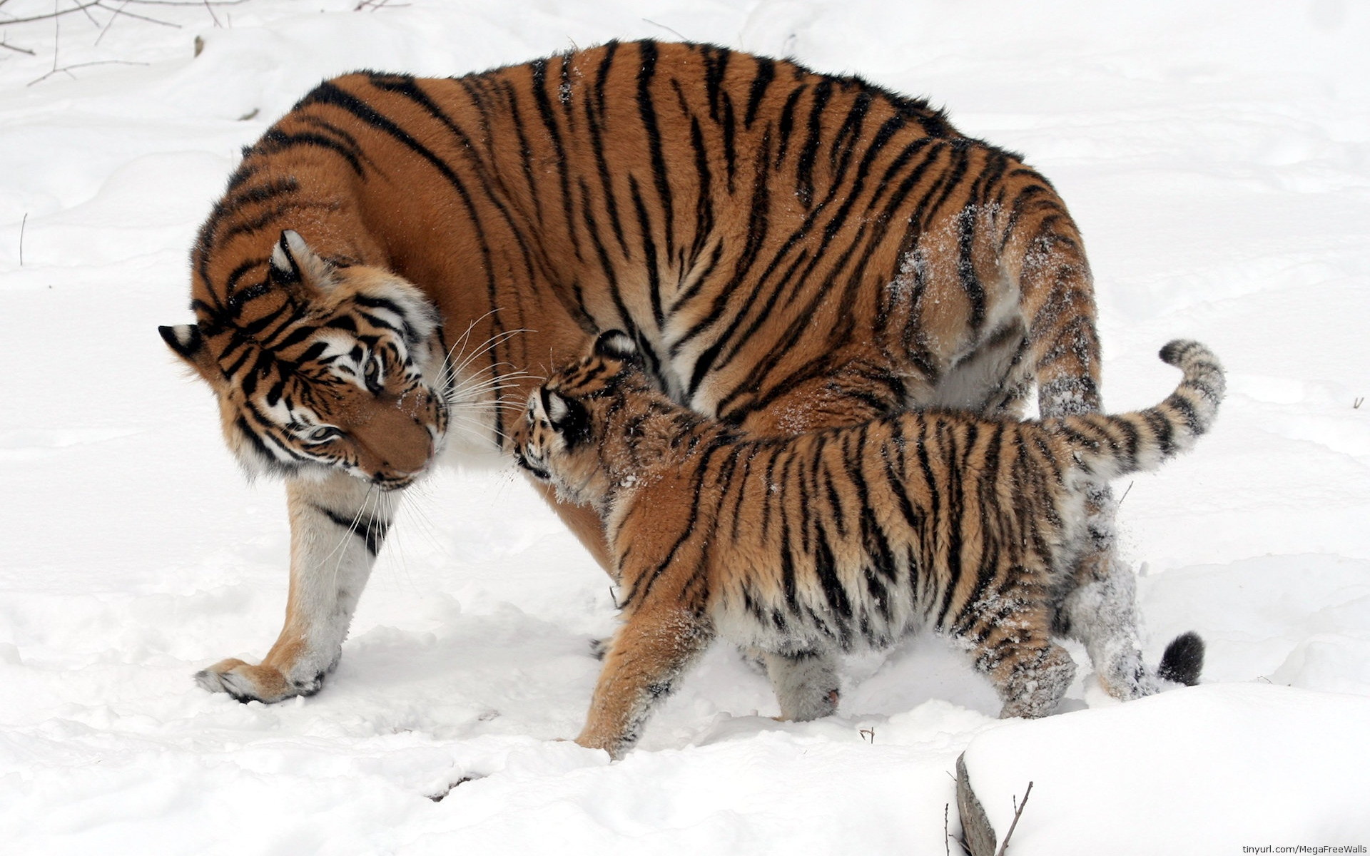 Download mobile wallpaper Snow, Tiger, Animal, Baby Animal, Cub for free.