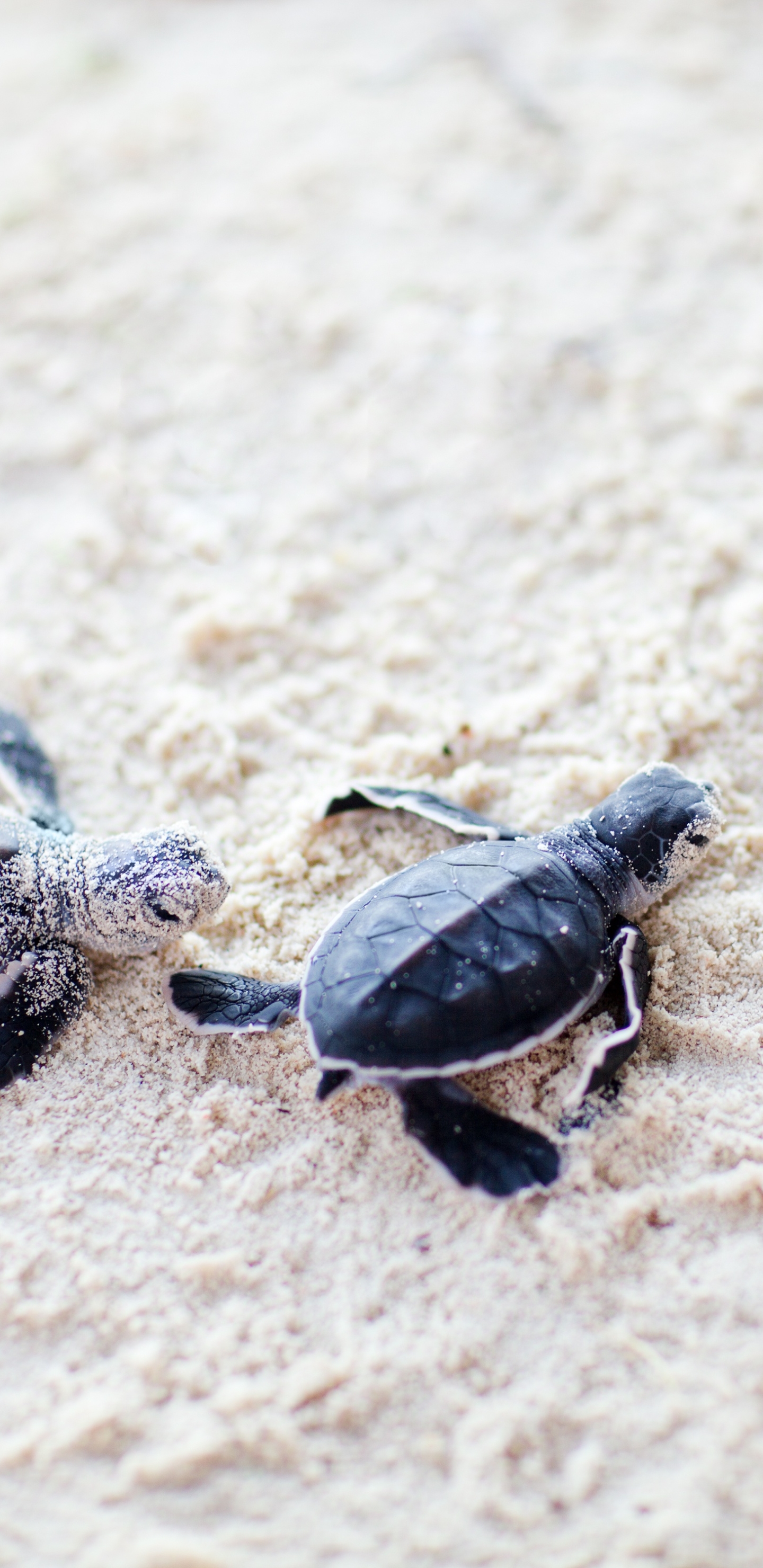Download mobile wallpaper Turtles, Sand, Animal, Turtle, Baby Animal for free.