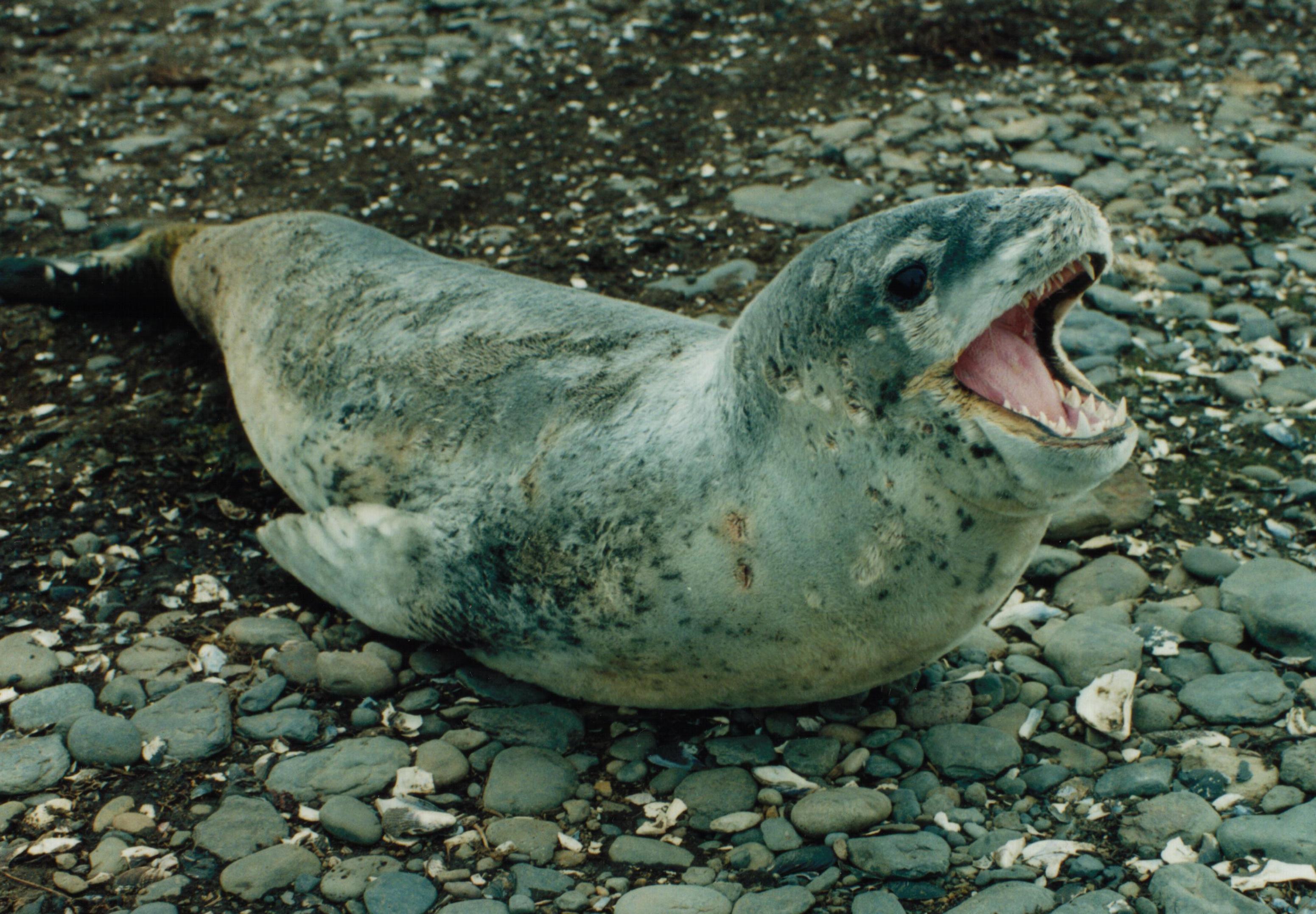 724782 descargar fondo de pantalla animales, foca leopardo: protectores de pantalla e imágenes gratis