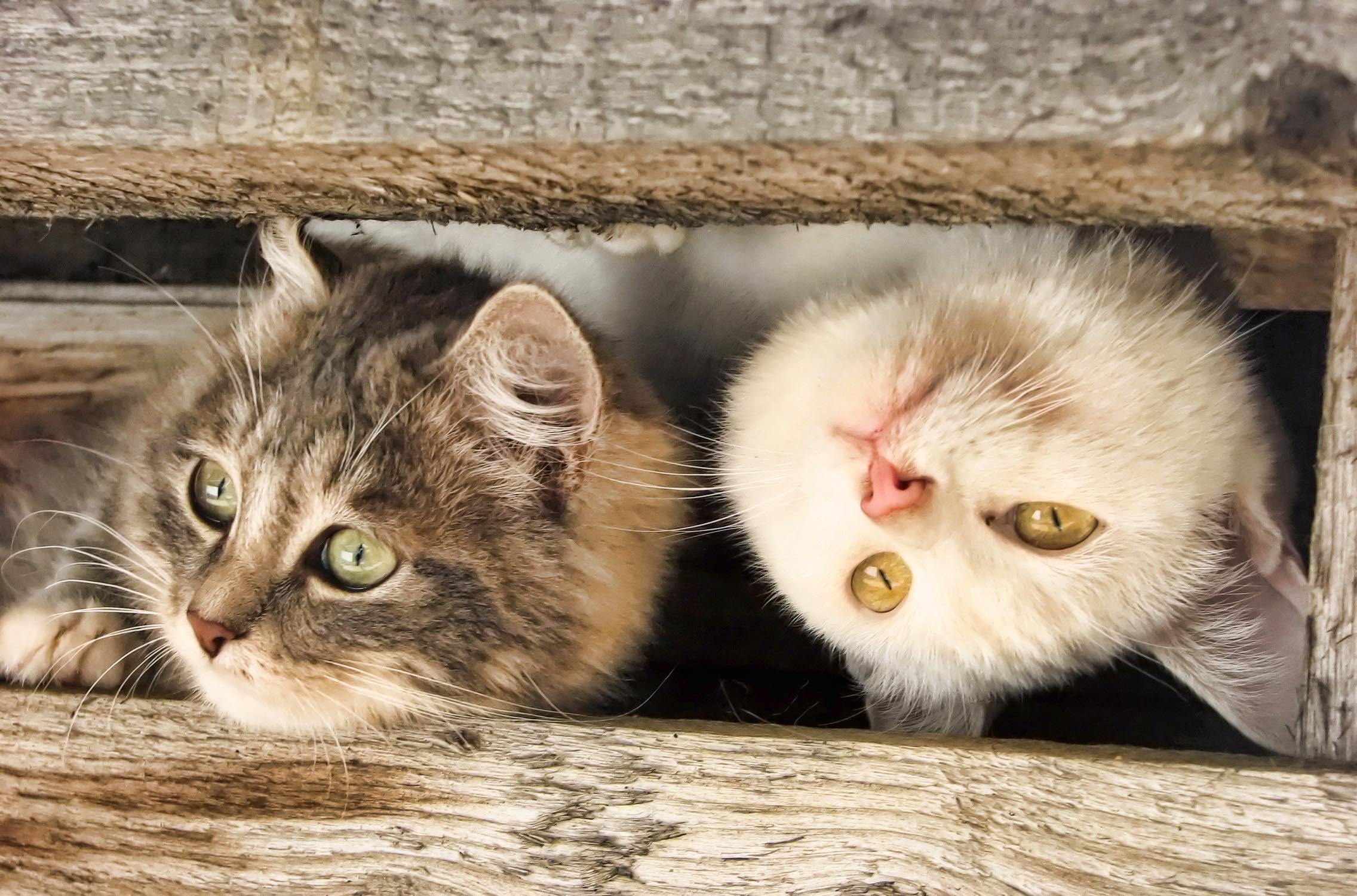 Téléchargez des papiers peints mobile Animaux, Chat gratuitement.