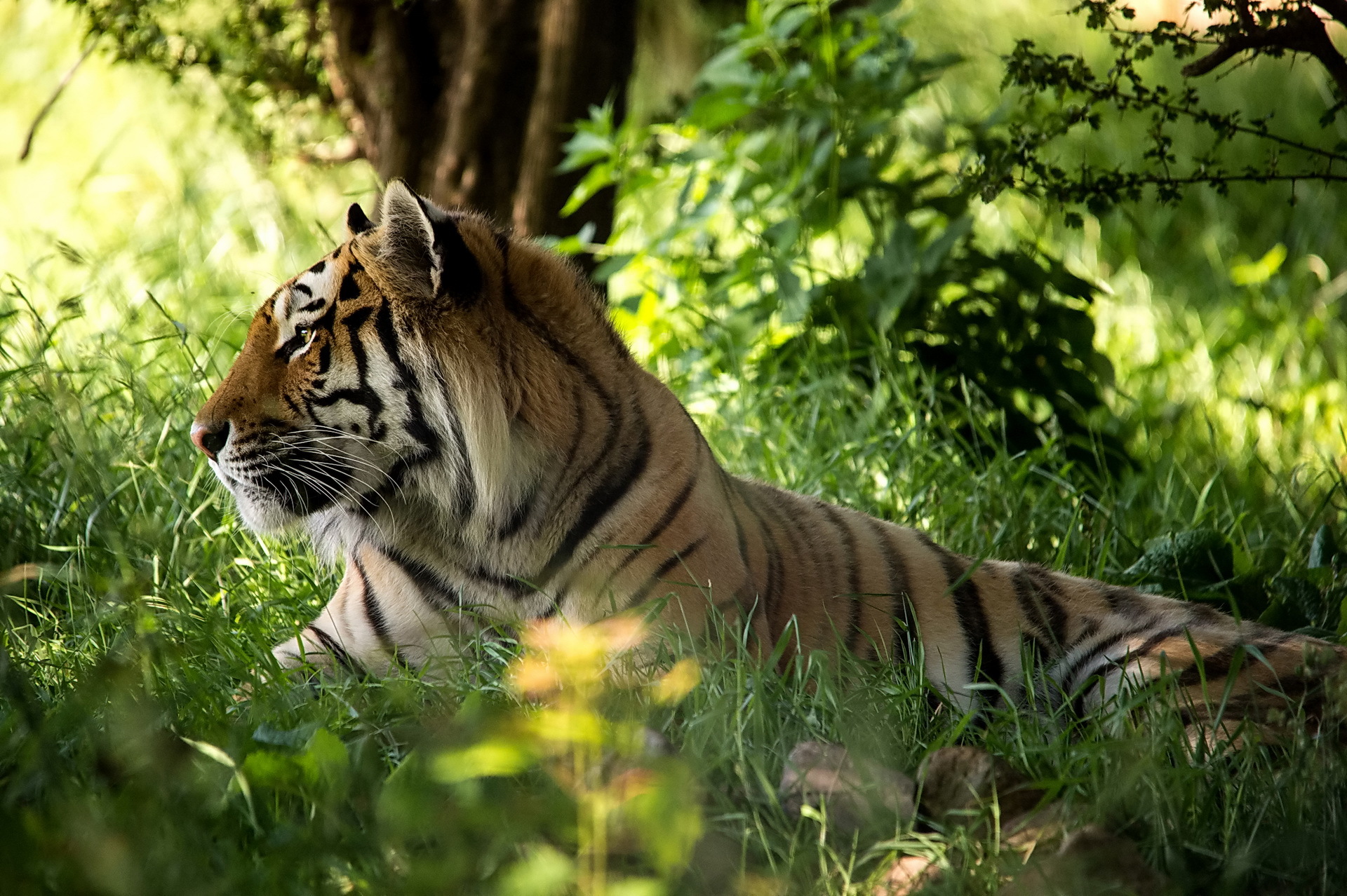 Baixe gratuitamente a imagem Animais, Gatos, Tigre na área de trabalho do seu PC