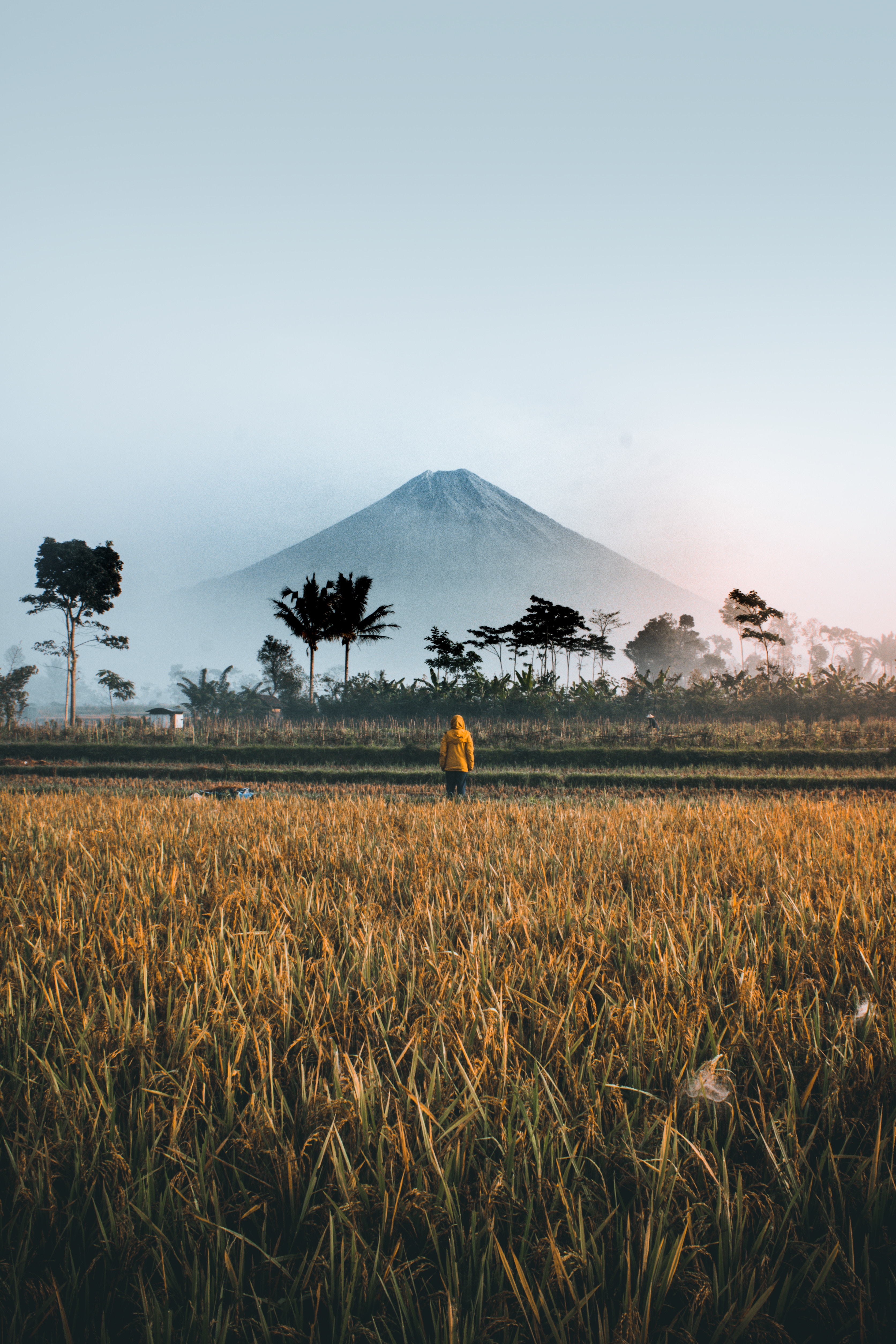 palms, indonesia, nature, mountain, privacy, seclusion, field, loneliness Full HD