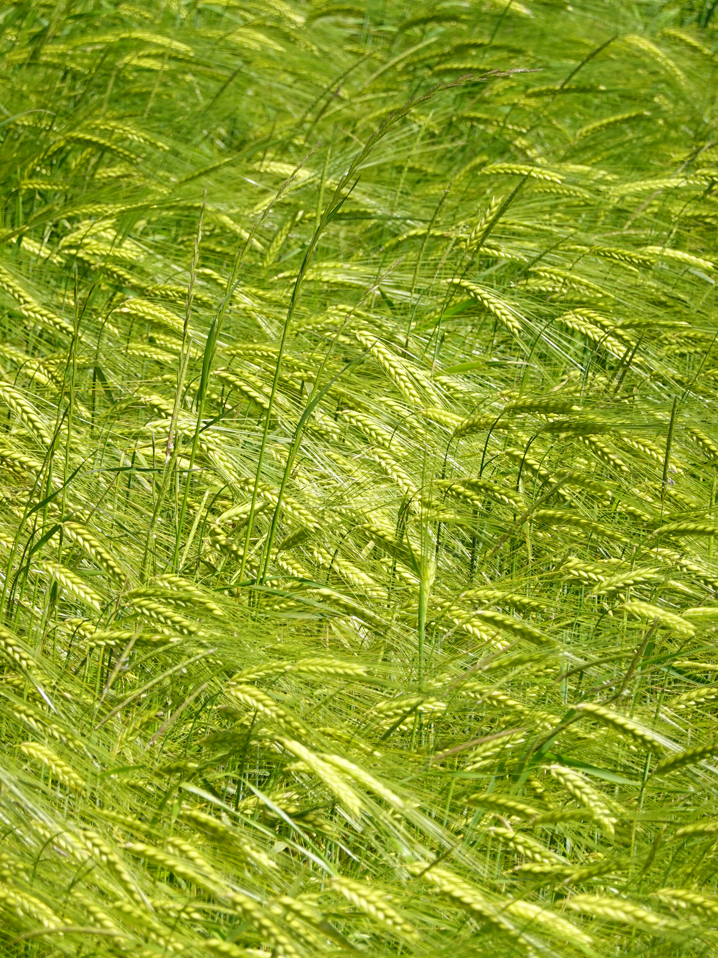 Free download wallpaper Grass, Field, Ears, Spikes, Wind, Nature, Plants on your PC desktop