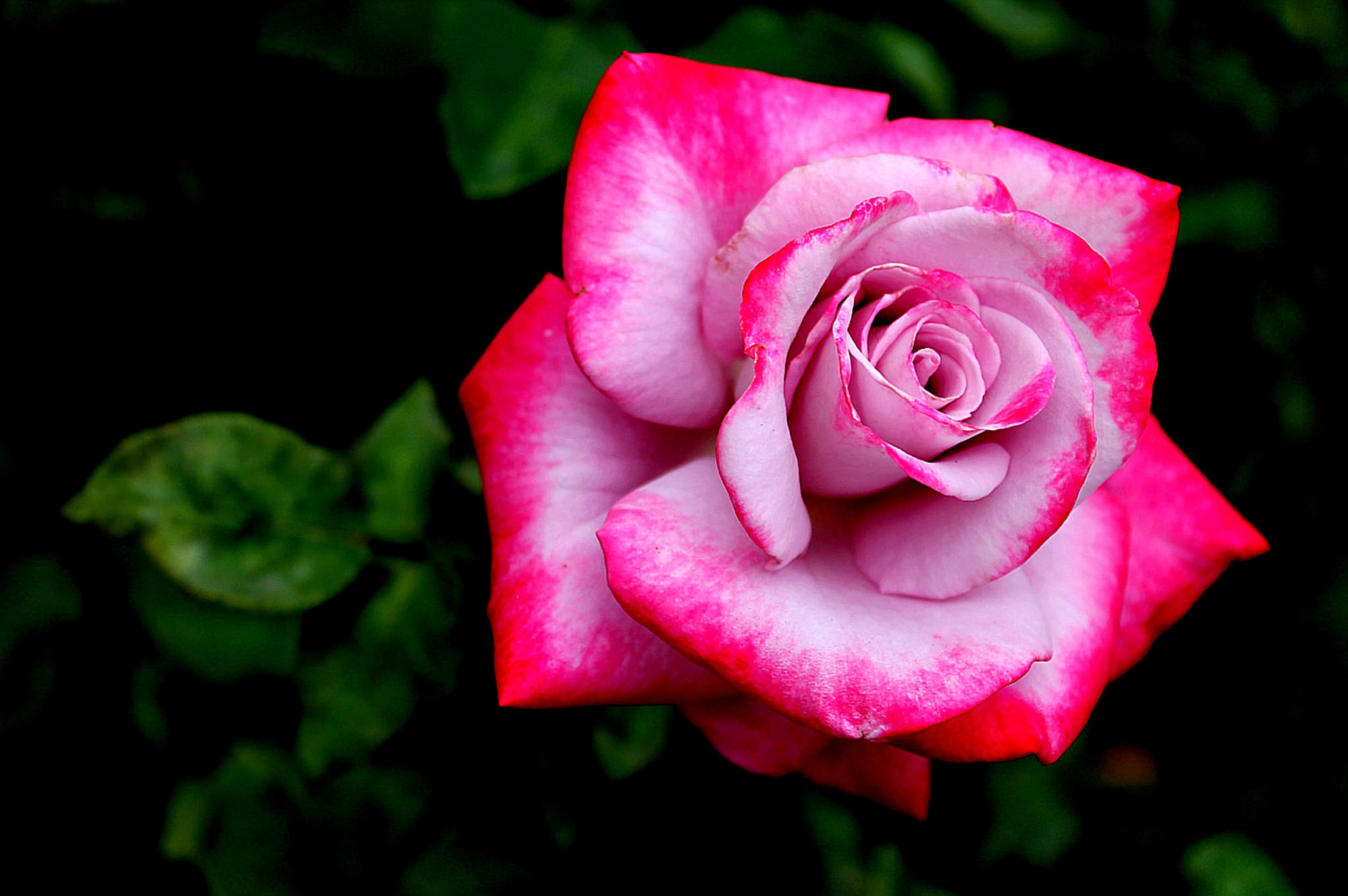 Download mobile wallpaper Nature, Flowers, Flower, Macro, Rose, Earth, Pink Flower for free.