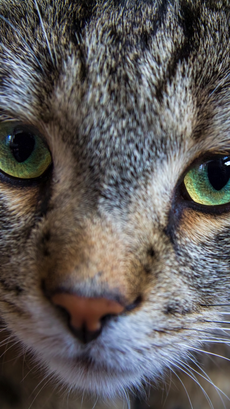 Download mobile wallpaper Cats, Cat, Close Up, Animal, Fur, Green Eyes, Whiskers for free.