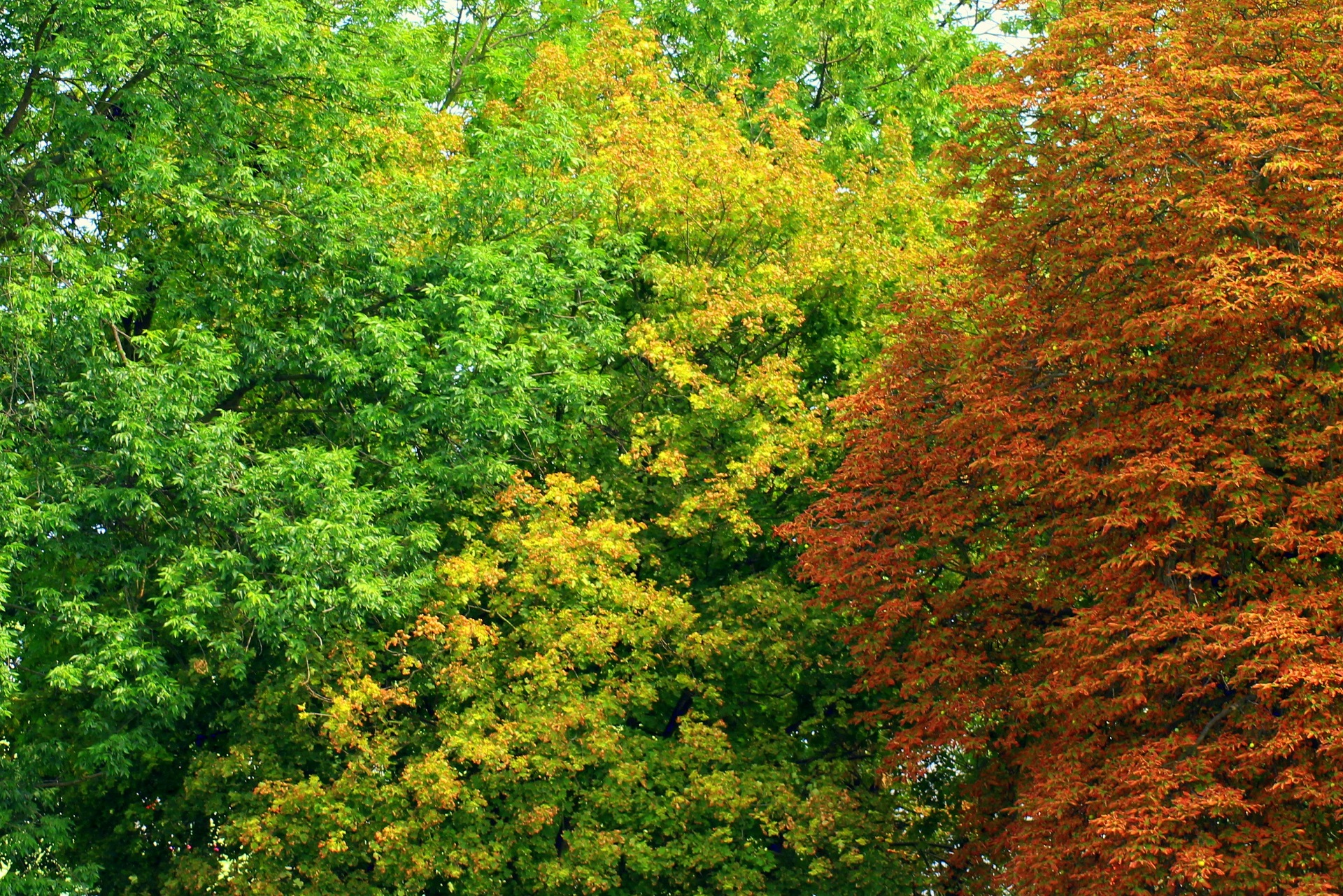 Téléchargez gratuitement l'image Feuille, La Nature, Terre/nature sur le bureau de votre PC