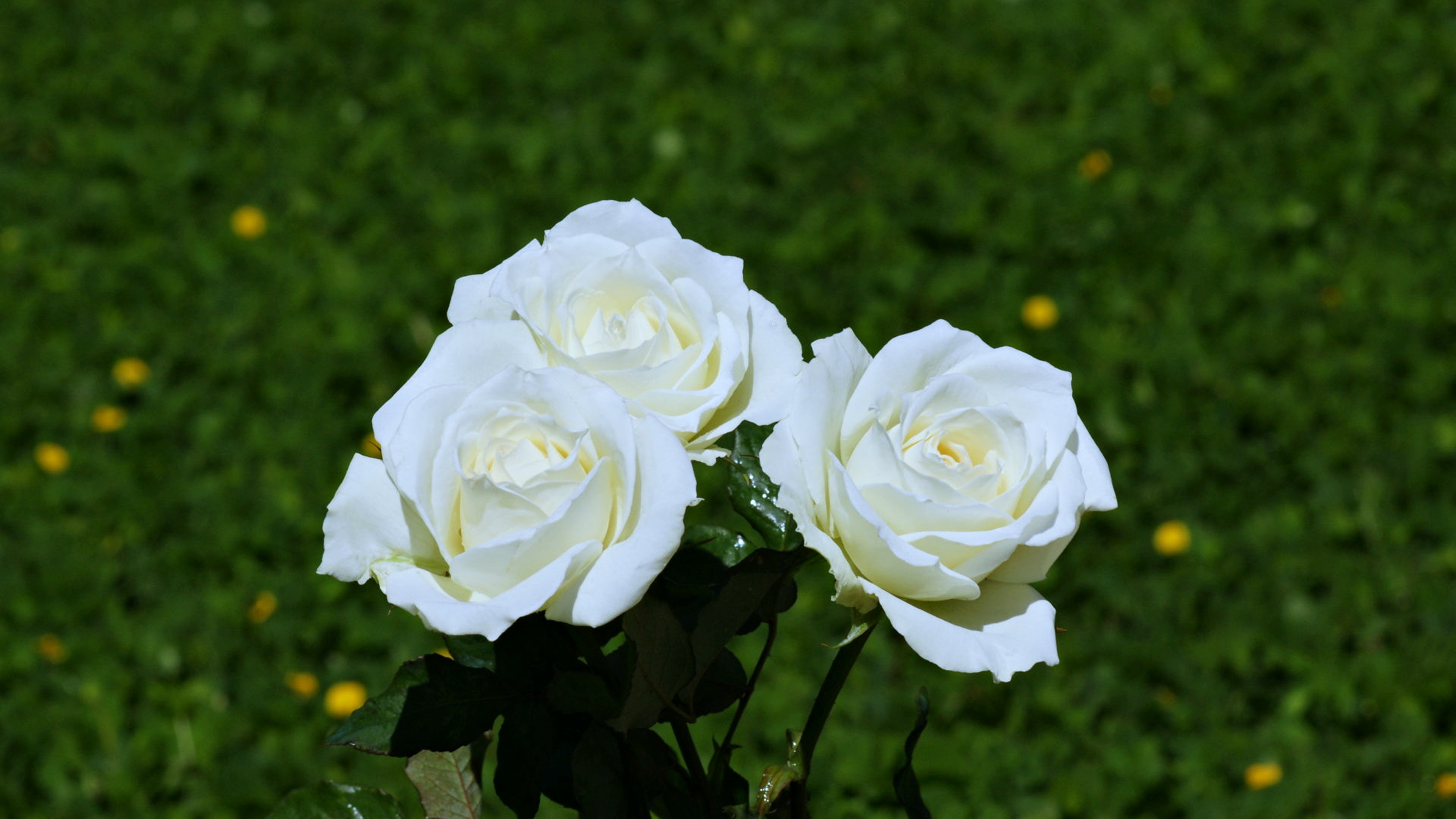 無料モバイル壁紙白い花, 春, フラワーズ, 公園, 自然, 薔薇, 地球をダウンロードします。