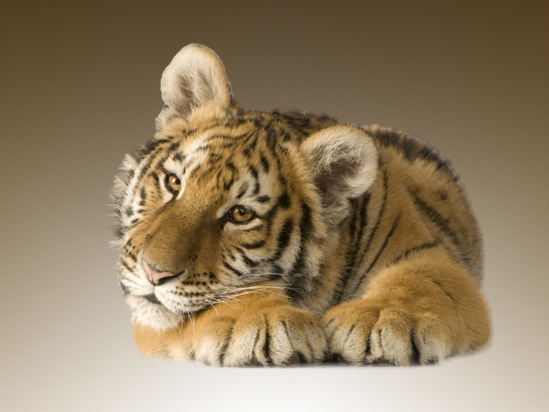 258631 завантажити картинку тигр, коти, тварина, дитинча тварини, дитинча - шпалери і заставки безкоштовно