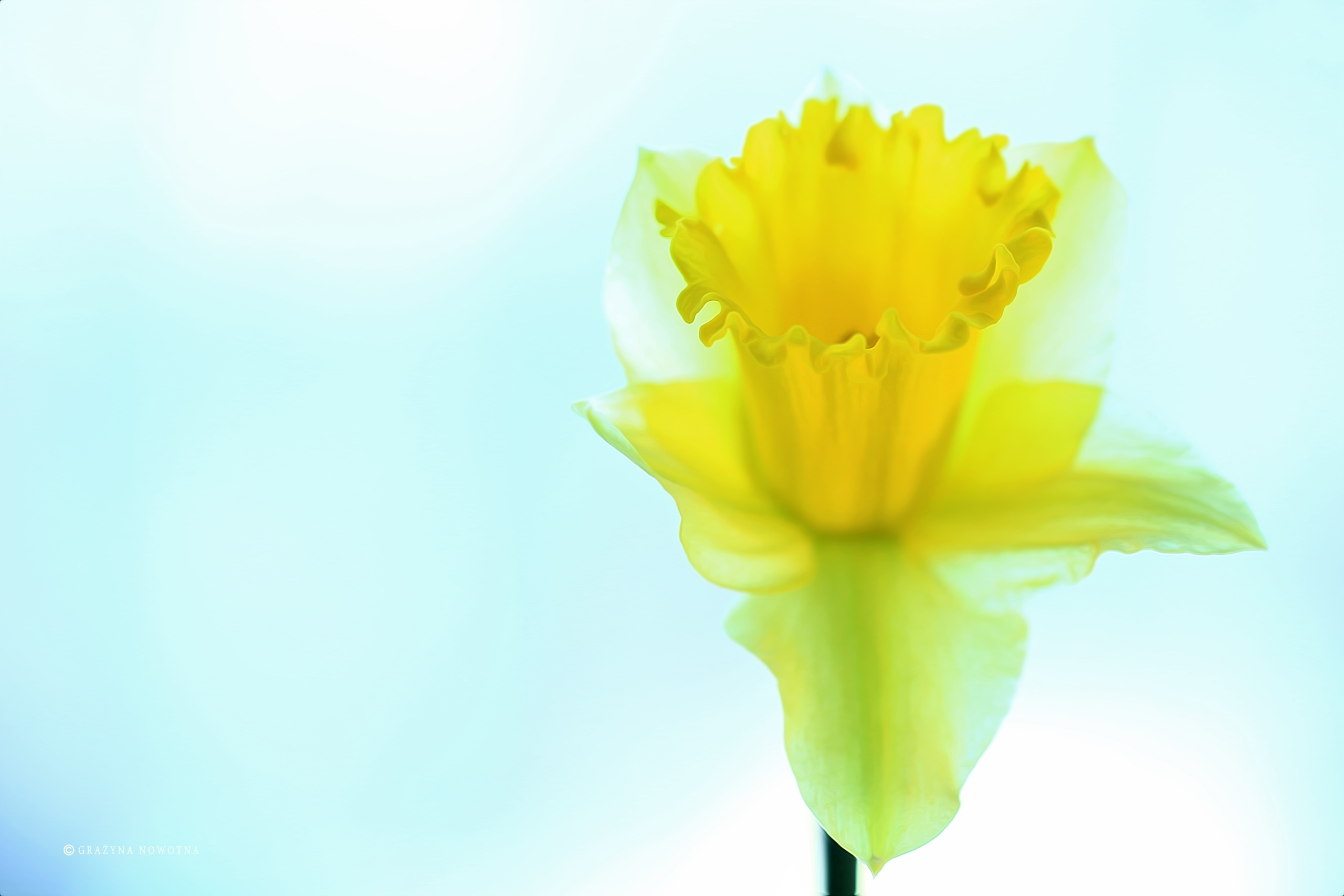 Baixe gratuitamente a imagem Natureza, Flores, Flor, Flor Amarela, Terra/natureza, Narcissus na área de trabalho do seu PC