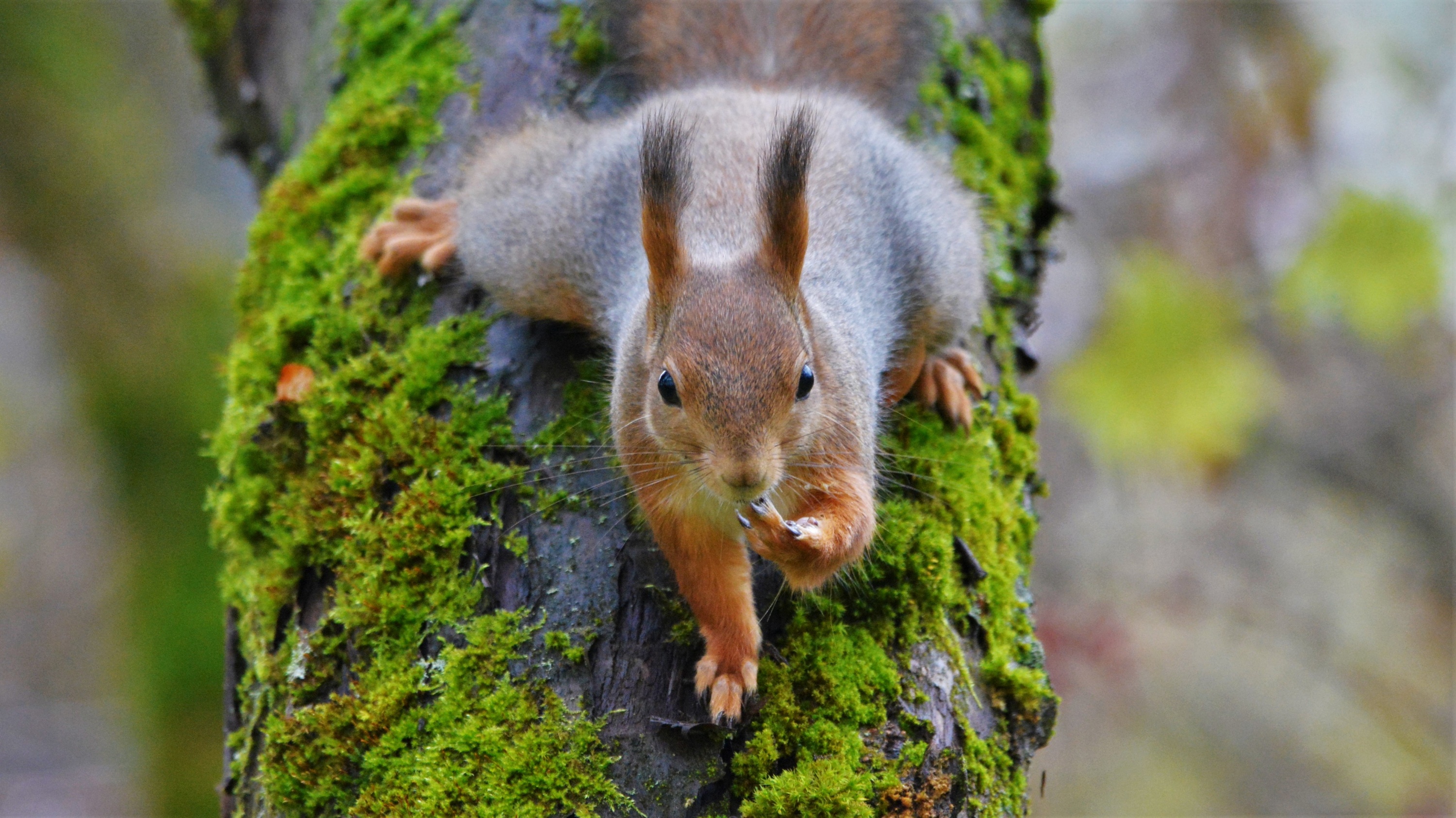 Download mobile wallpaper Squirrel, Animal, Moss for free.