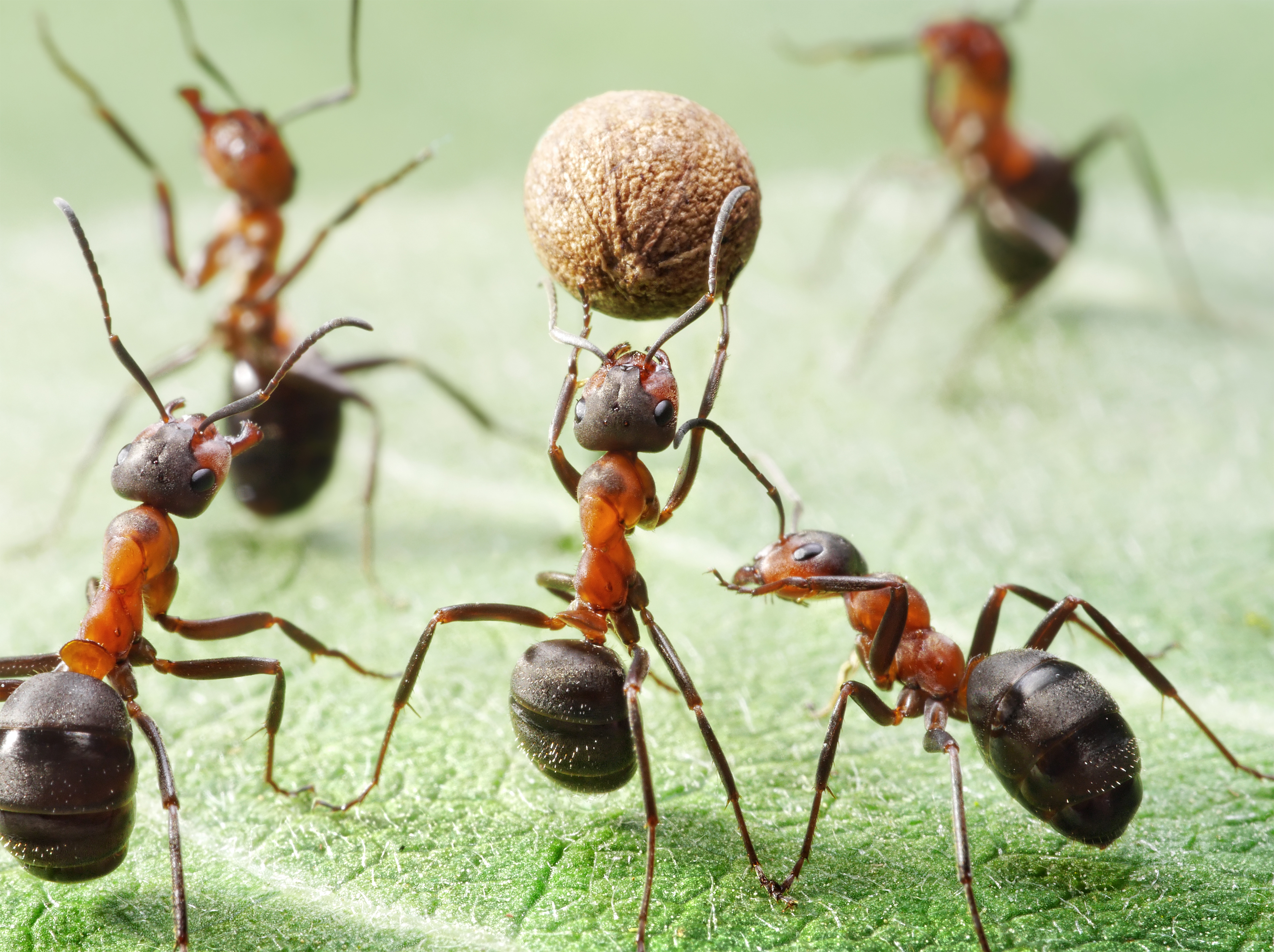 無料モバイル壁紙動物, 大きい, 蟻, 虫をダウンロードします。