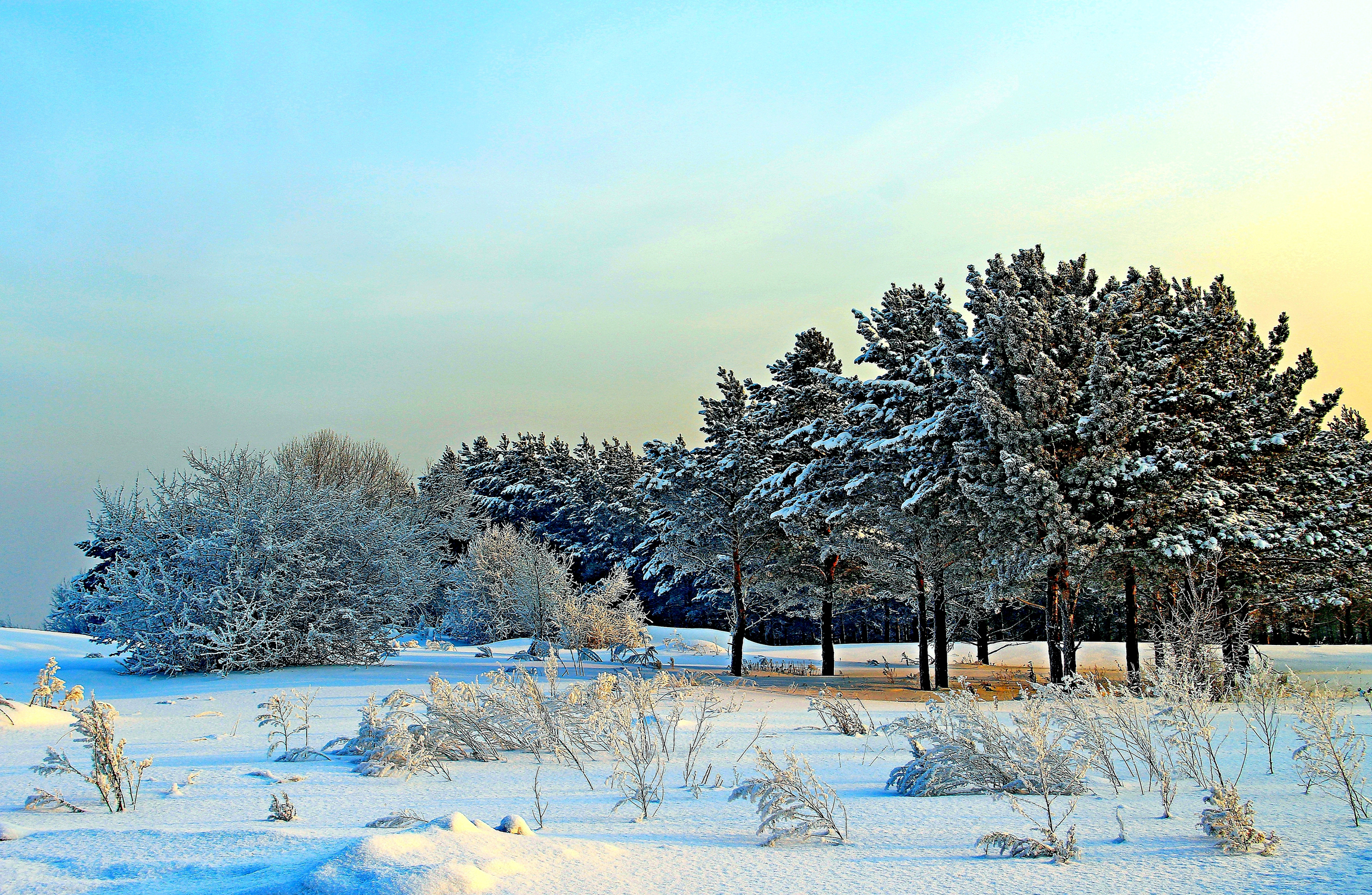 Free download wallpaper Winter, Snow, Tree, Earth on your PC desktop