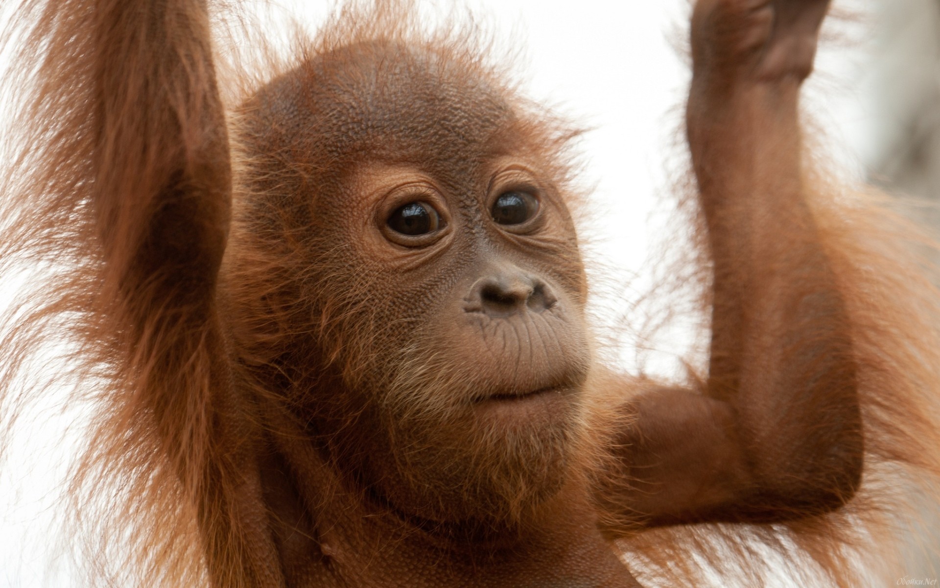 Скачать обои бесплатно Животные, Орангутанг картинка на рабочий стол ПК