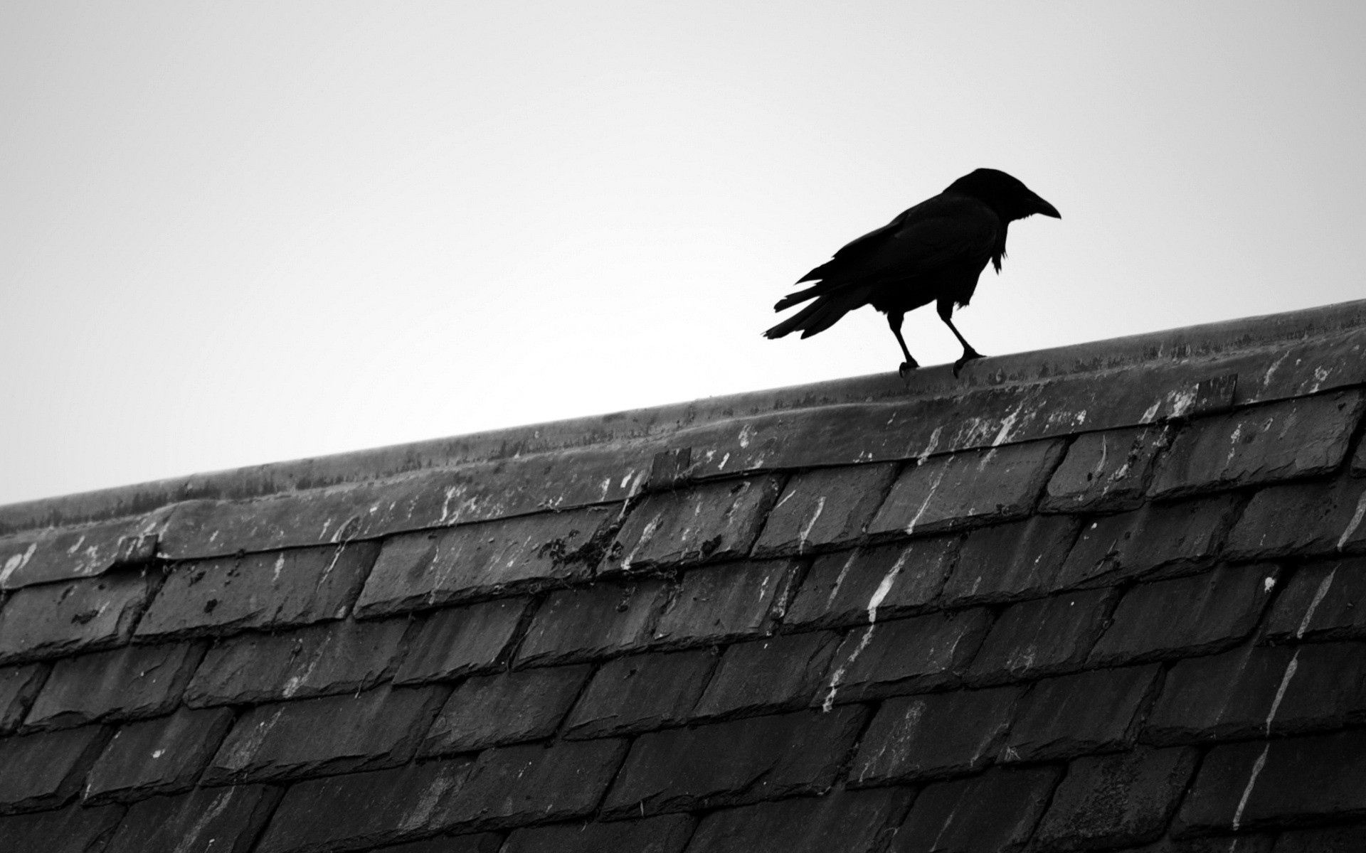 Download mobile wallpaper Chb, Roof, Bw, Sky, Bird, Crow for free.