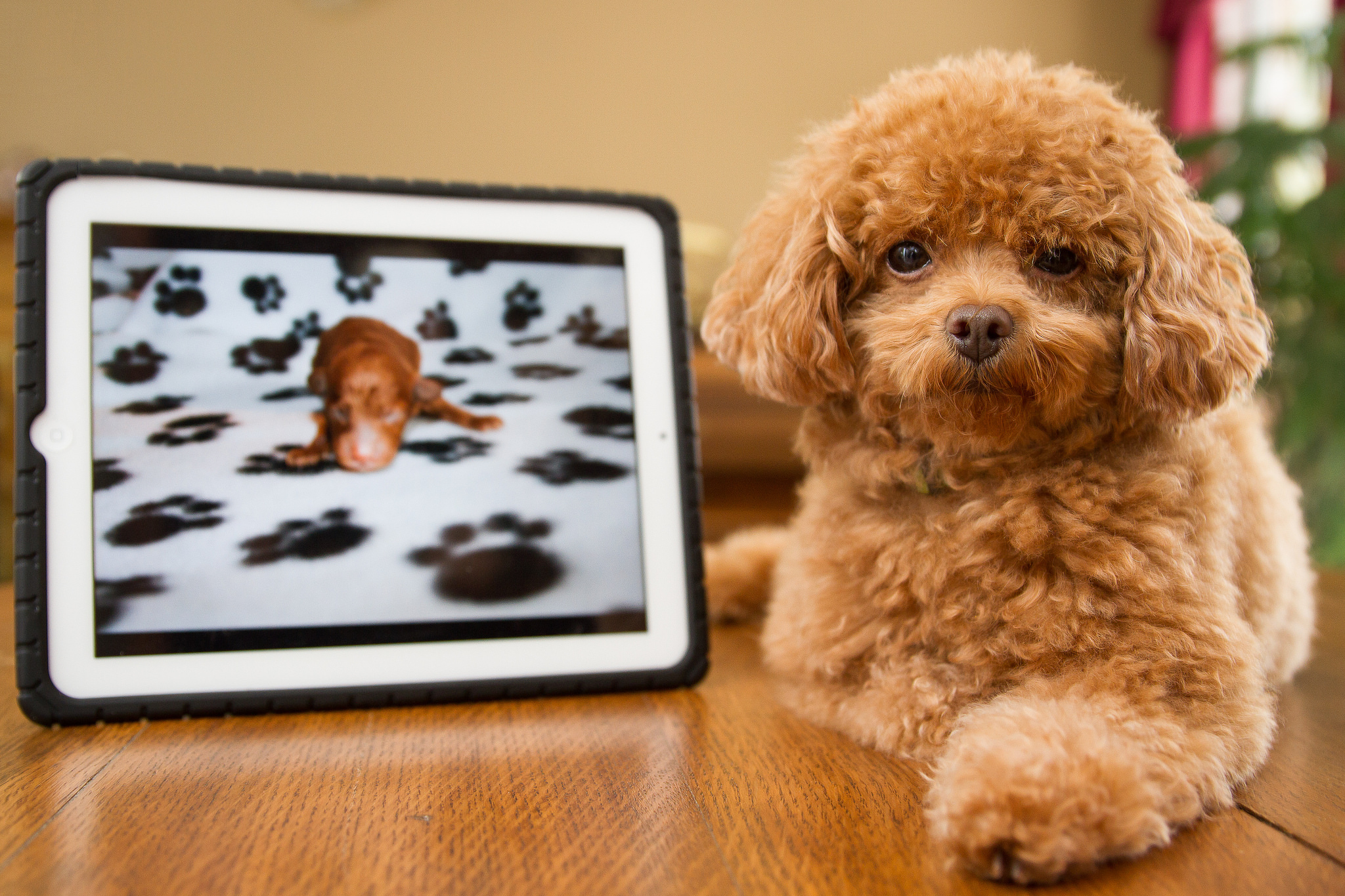 PCデスクトップに動物, 犬画像を無料でダウンロード