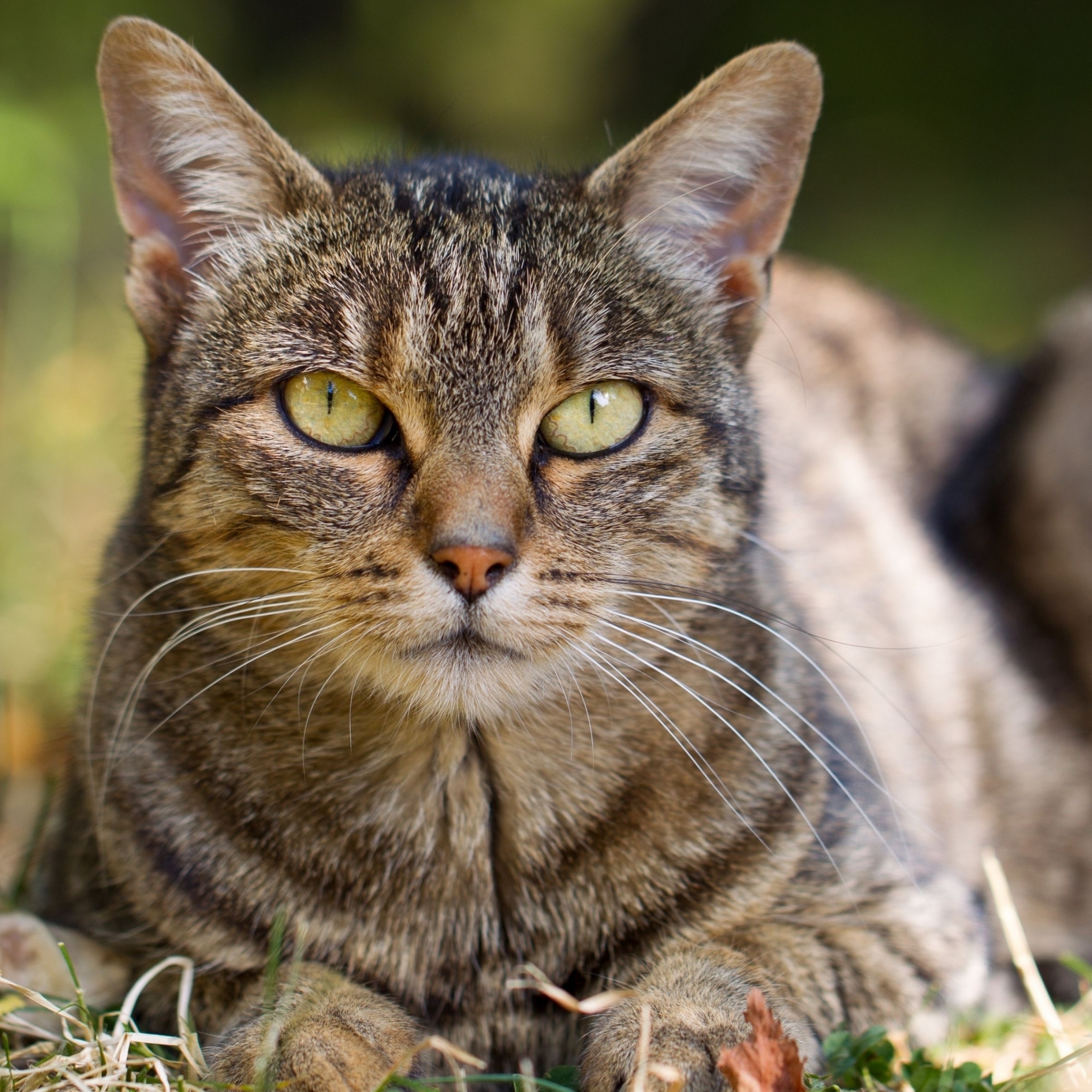 Baixar papel de parede para celular de Animais, Gatos, Gato gratuito.