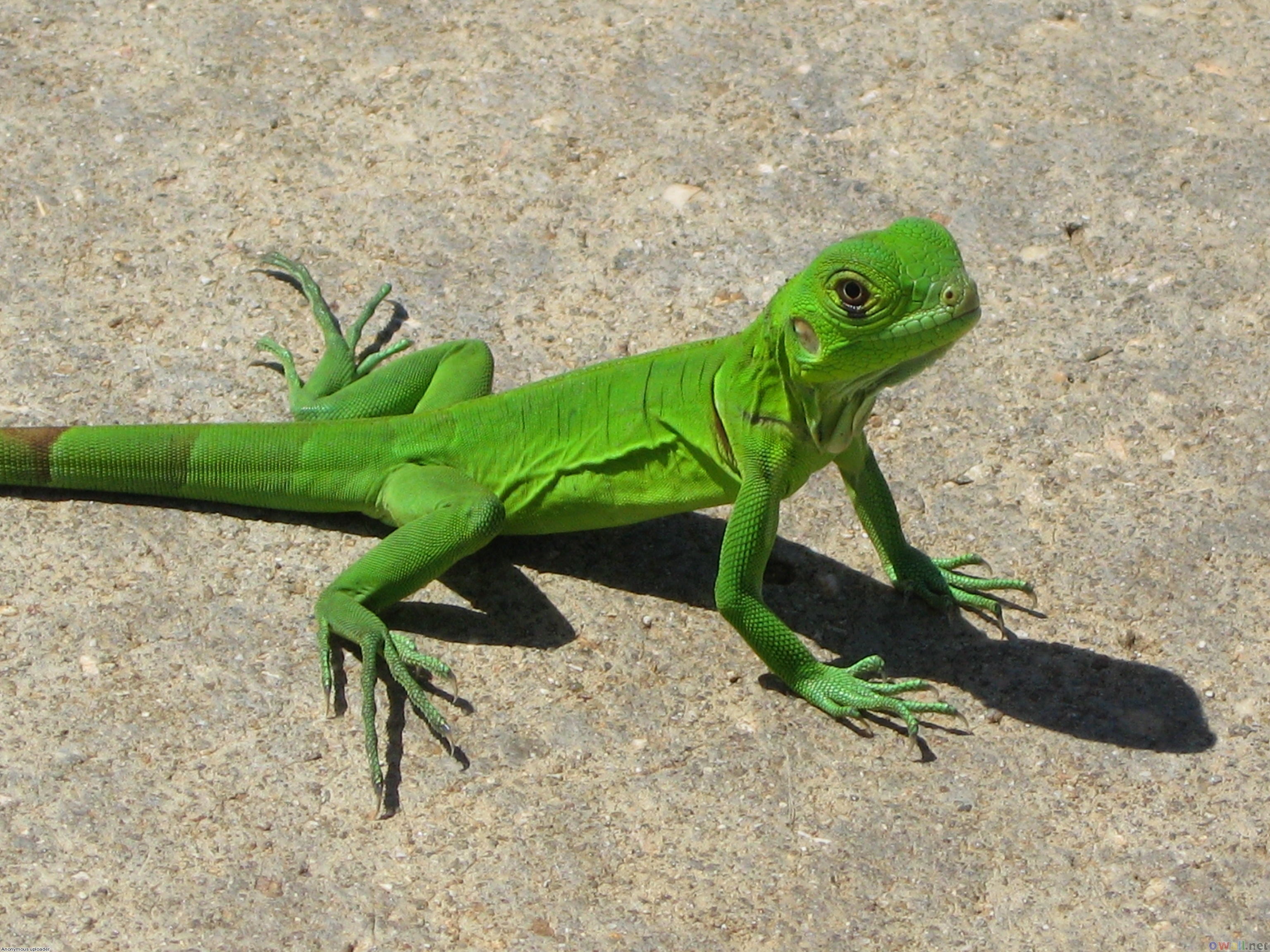 Free download wallpaper Animal, Reptiles, Iguana on your PC desktop