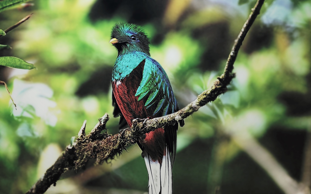 1464768 Bild herunterladen tiere, quetzal, vogel - Hintergrundbilder und Bildschirmschoner kostenlos