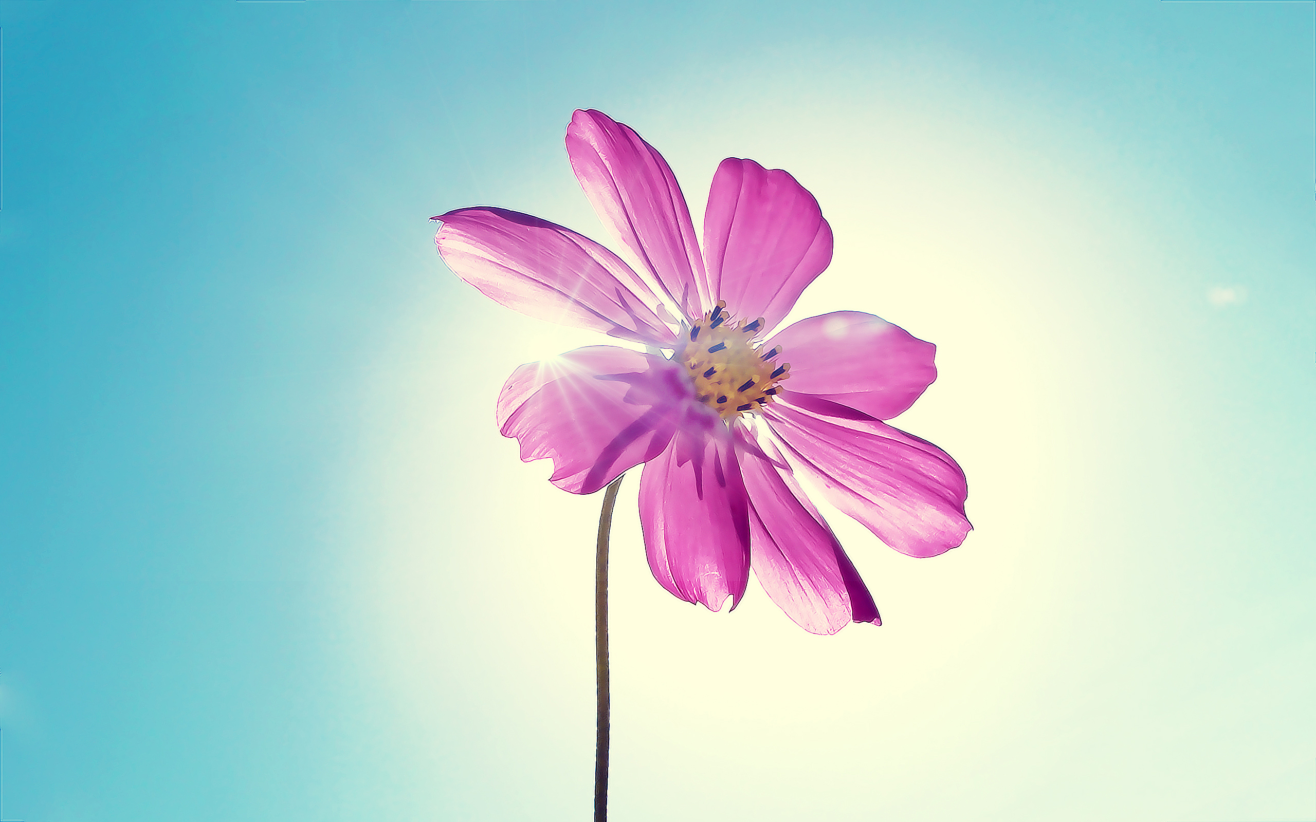 Téléchargez gratuitement l'image Fleurs, Fleur, Terre/nature sur le bureau de votre PC